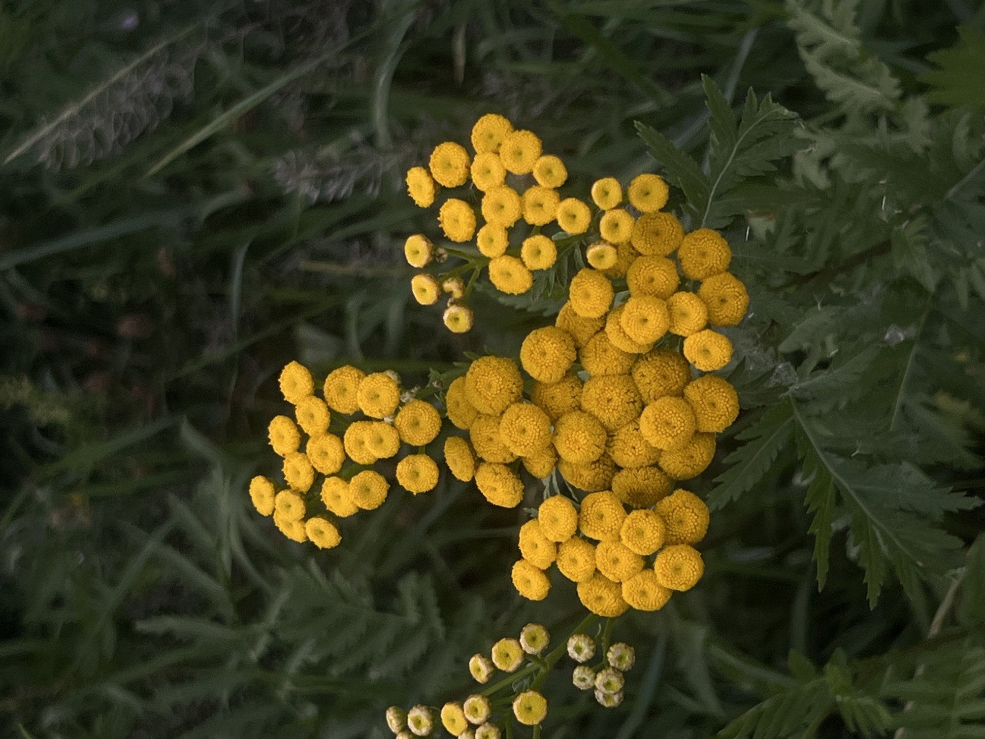 A close-up, vertical shot captures a cluster of bright yellow, button-like flowers set against a dark green, blurred background of foliage. The flowers are arranged in multiple small clusters, with some still showing developing buds that are paler yellow or green. The sharp detail of the flowers contrasts with the soft focus of the surrounding leaves, which appear to be fern-like. The lighting suggests it might be overcast or late in the day, casting a diffused light on the scene. The image has a natural, outdoor feel, likely taken in a garden or a wild, overgrown area. The location is identified as Moosburg, Germany, suggesting this scene is found within the natural or cultivated green spaces of that city. There are no people or animals visible in the image, and the focus is solely on the botanical subject.