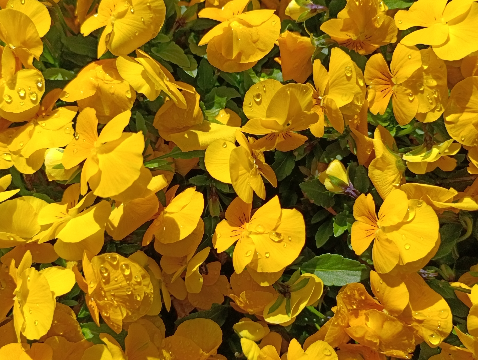 The image shows a close-up of yellow pansy flowers with some water droplets on the petals, set against green foliage. The location is unknown.