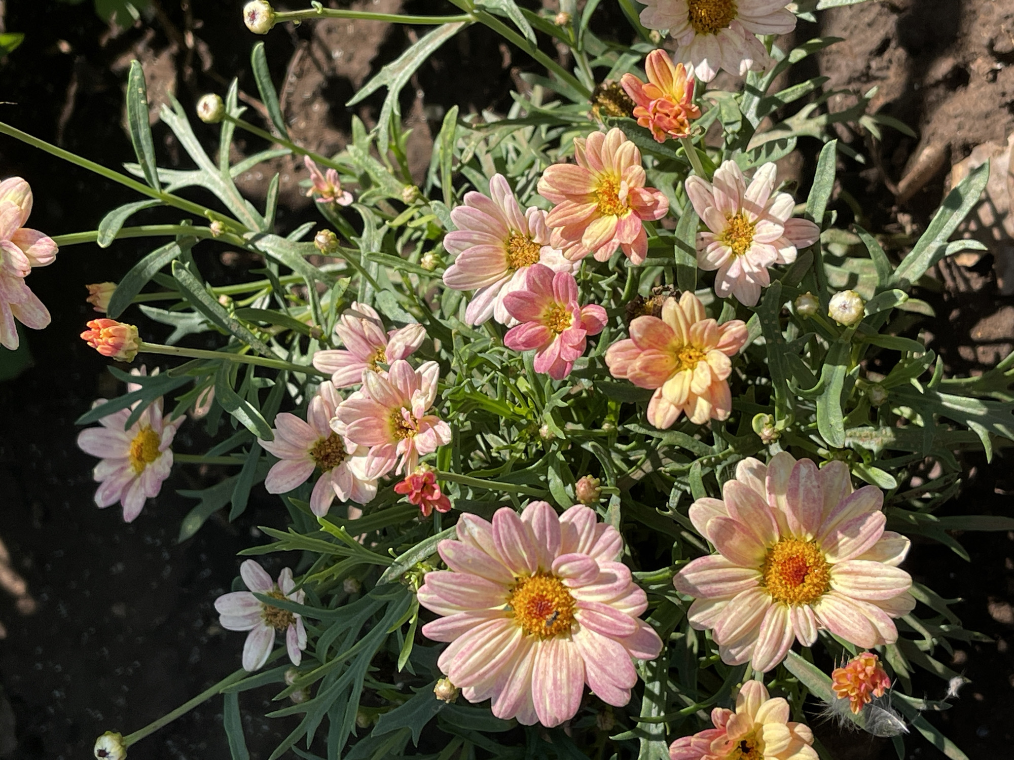 The image shows a close-up of a cluster of daisy-like flowers in bloom. The flowers have delicate petals ranging in color from pale pink to peachy orange, with yellow centers. Some of the flowers are fully open, while others are in bud. The foliage is a vibrant green, with feathery leaves. The background is a dark, earthy brown, suggesting soil or mulch. The lighting indicates a sunny day, with dappled shadows on the ground. The scene is set outdoors in a garden or natural setting. There are no people or animals visible in the image. This image was taken in the city of Tataraskaya Kargala, Russia.