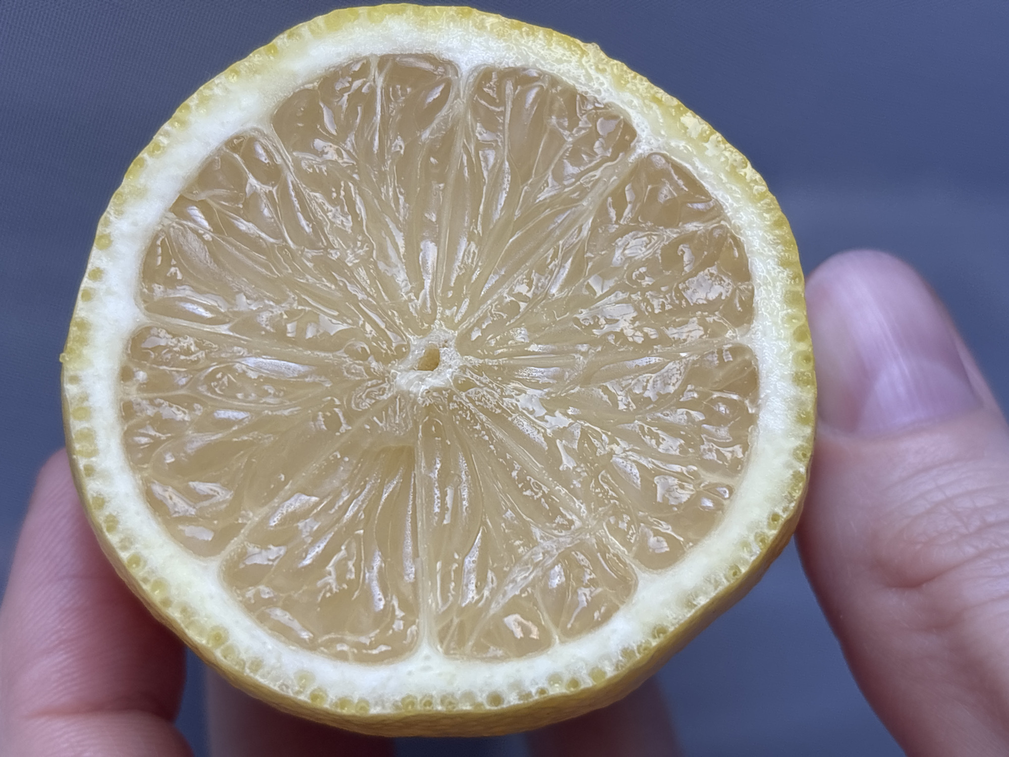 A photograph depicts a halved lemon held by a person's hand. The lemon is cut in cross-section, revealing its pulpy segments and rind. The outer rind of the lemon is yellow with small dots, transitioning to a white inner rind. The pulpy segments are pale yellow and glossy. A human hand with a light skin tone is partially visible. The background appears to be a solid, muted blue-gray color. The location of this image is unknown.