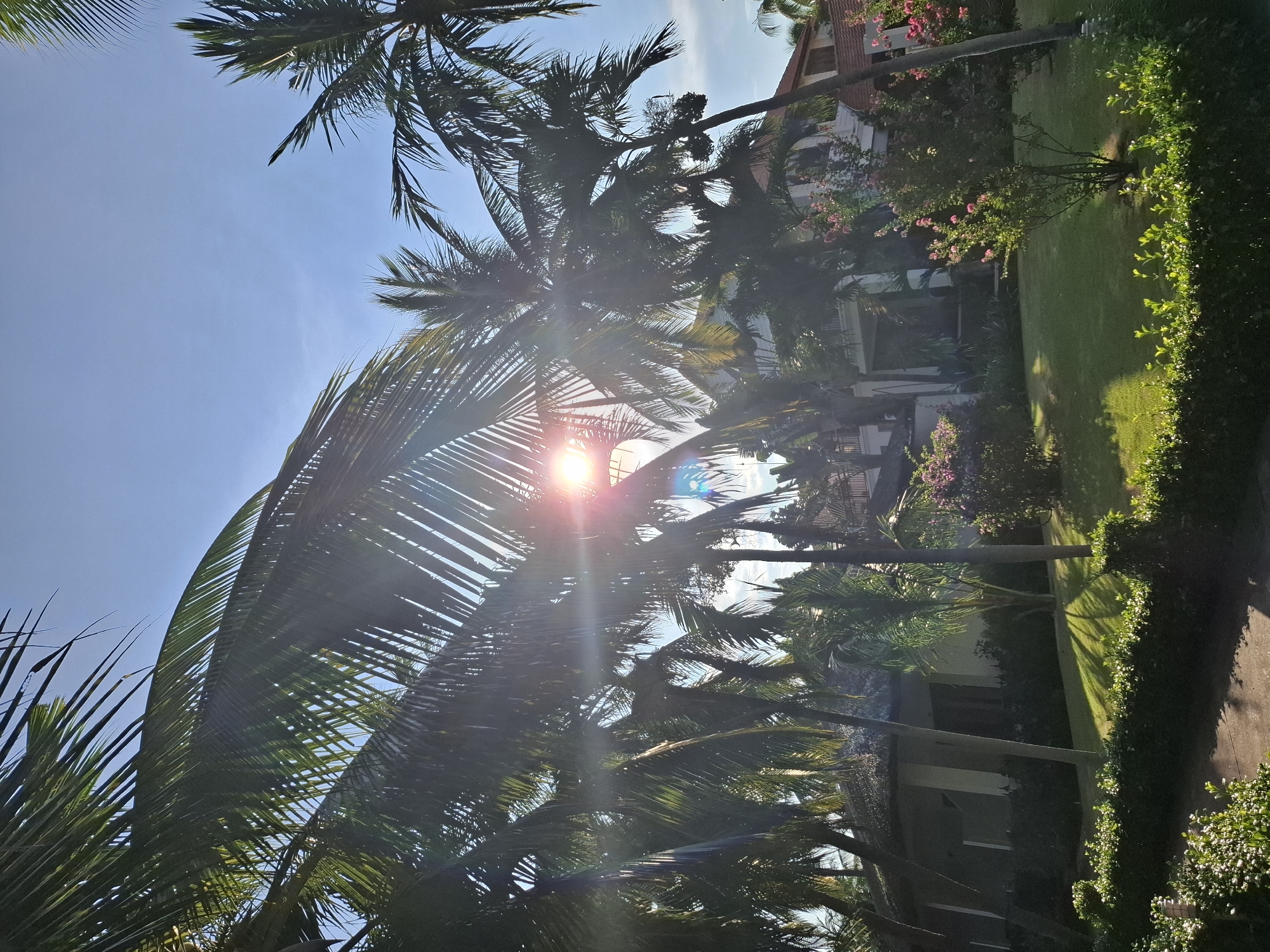 The image depicts a bright, sunlit scene featuring lush palm trees, a manicured lawn, and buildings in Phu Thuy Ward, Vietnam. The sun is visible through the fronds of several tall palm trees, creating a lens flare effect. In the background, there are at least two structures, one with a thatched roof and another with red tiled roofing. A vibrant green lawn is in the foreground, bordered by manicured hedges and flowering bushes. The sky is clear and blue, indicating a sunny day. There are no people or animals visible in the frame.