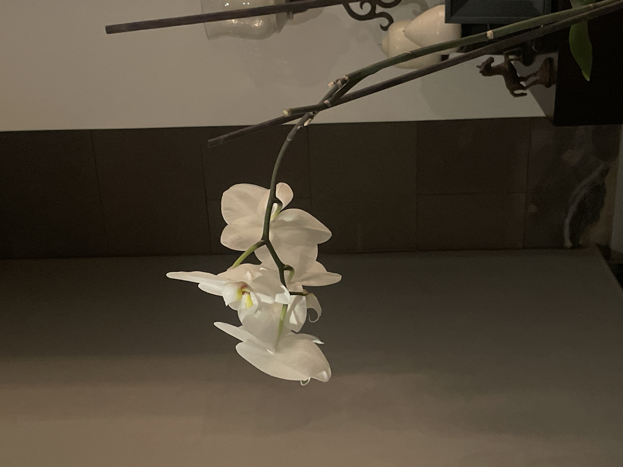 The image depicts a close-up of a white orchid hanging from its stem. The orchid has multiple blooms, and a drop of water is visible on one of the petals. The background consists of a two-toned wall, with a darker, possibly tiled lower section and a lighter upper section. Above the orchid, there is a blurred glimpse of a decorative object that has two animal figurines. The scene has dim lighting, which gives the image an indoor, intimate feel. The exact location within the city of Puebla, Mexico, is unknown without further information.
