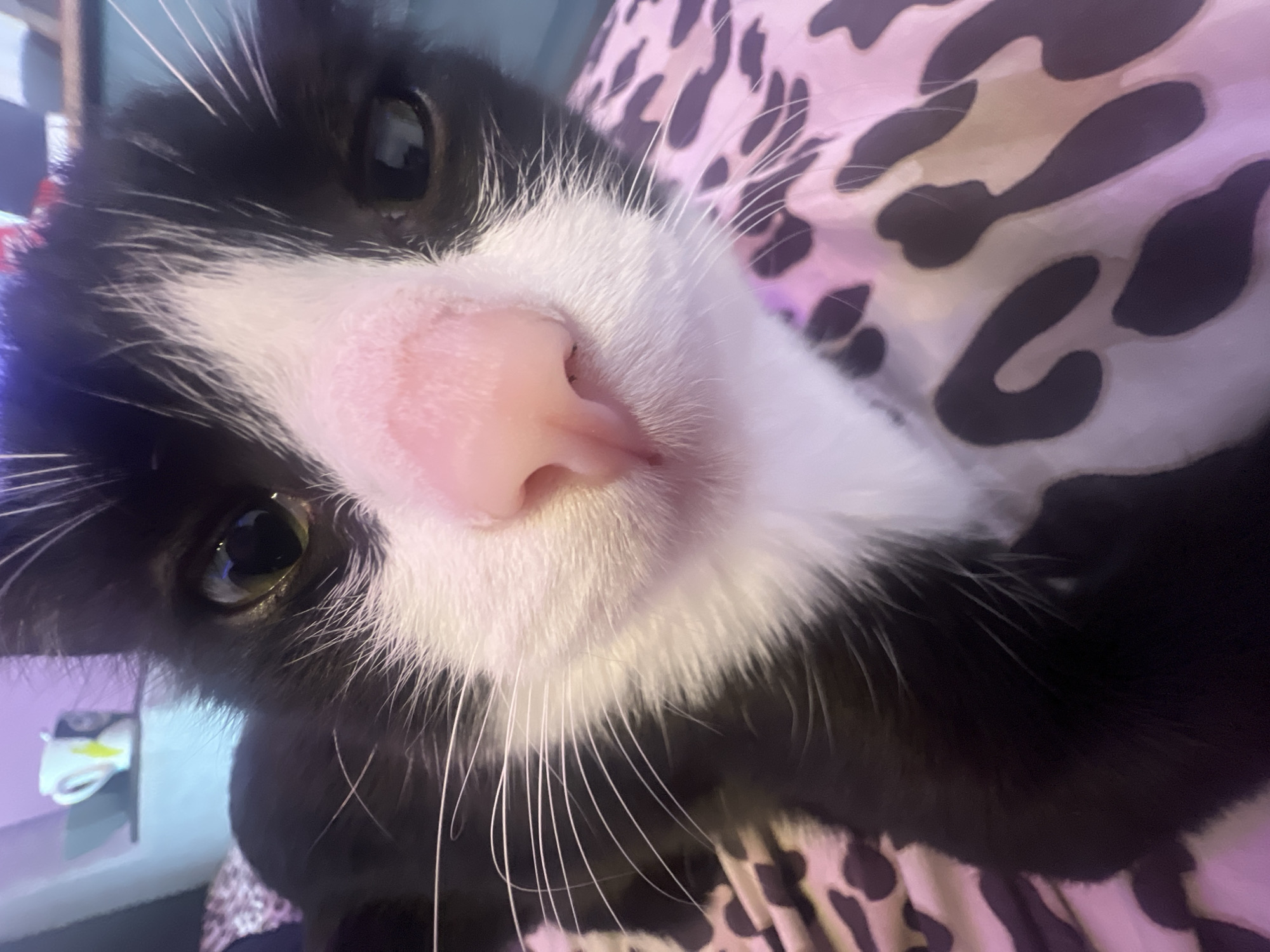 The image is a close-up, low-angle shot of a black and white cat, featuring its face prominently. The cat has a striking pink nose, large golden-green eyes, and long, white whiskers extending from its white muzzle. Its fur is a mix of black and white, with white fur around its nose, mouth, and chin, contrasting with the black fur on the rest of its head. The cat appears to be looking directly into the camera, giving an impression of curiosity or affection.
The setting is indoors, with a blurry background that includes a pink and black leopard print fabric, likely a blanket or cushion. To the left of the cat's head, a small, indistinct white object with yellow accents is partially visible in the blurred background, possibly a decorative item or toy. The lighting is soft and ambient. There is no visible text in the image. This scene is contextualized as being from Saint Petersburg, Russia.
