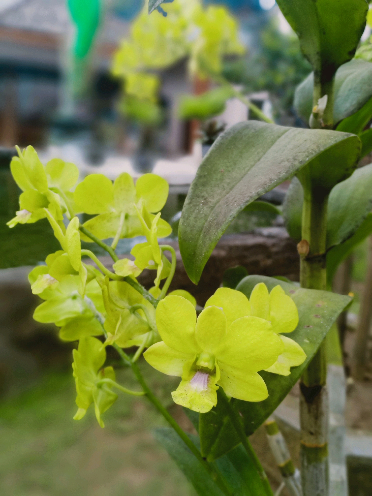 A close-up, eye-level, medium shot shows a cluster of bright yellow orchid blooms with a hint of pink in their centers, attached to a green stem. The orchids are in focus, with the background blurred. The background includes green foliage and a hint of a building with a green tarp overhead, suggesting an outdoor or greenhouse setting, possibly in Langkap, Indonesia. The scene is well-lit, highlighting the vibrant color of the flowers. The image appears to be a photograph of the orchid plant.