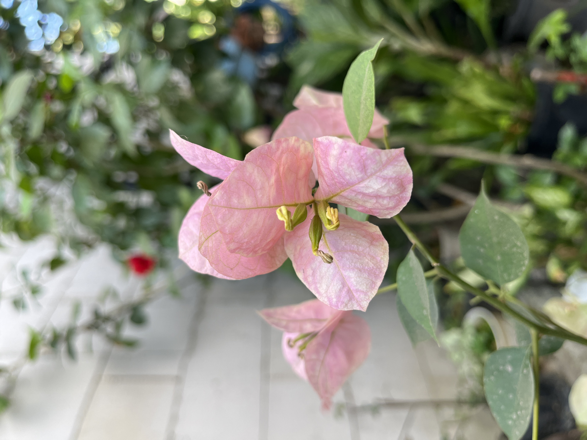 The image is a close-up, eye-level shot of pink bougainvillea flowers. The flowers are in the foreground, with their delicate petals clearly visible. The background is a blur of green foliage and a white wall, suggesting an outdoor setting, possibly a garden or courtyard. The lighting appears to be natural, possibly from daylight. The image does not contain any information about the city of Mangun Dikaran, Indonesia, or any people, actions, or interactions.