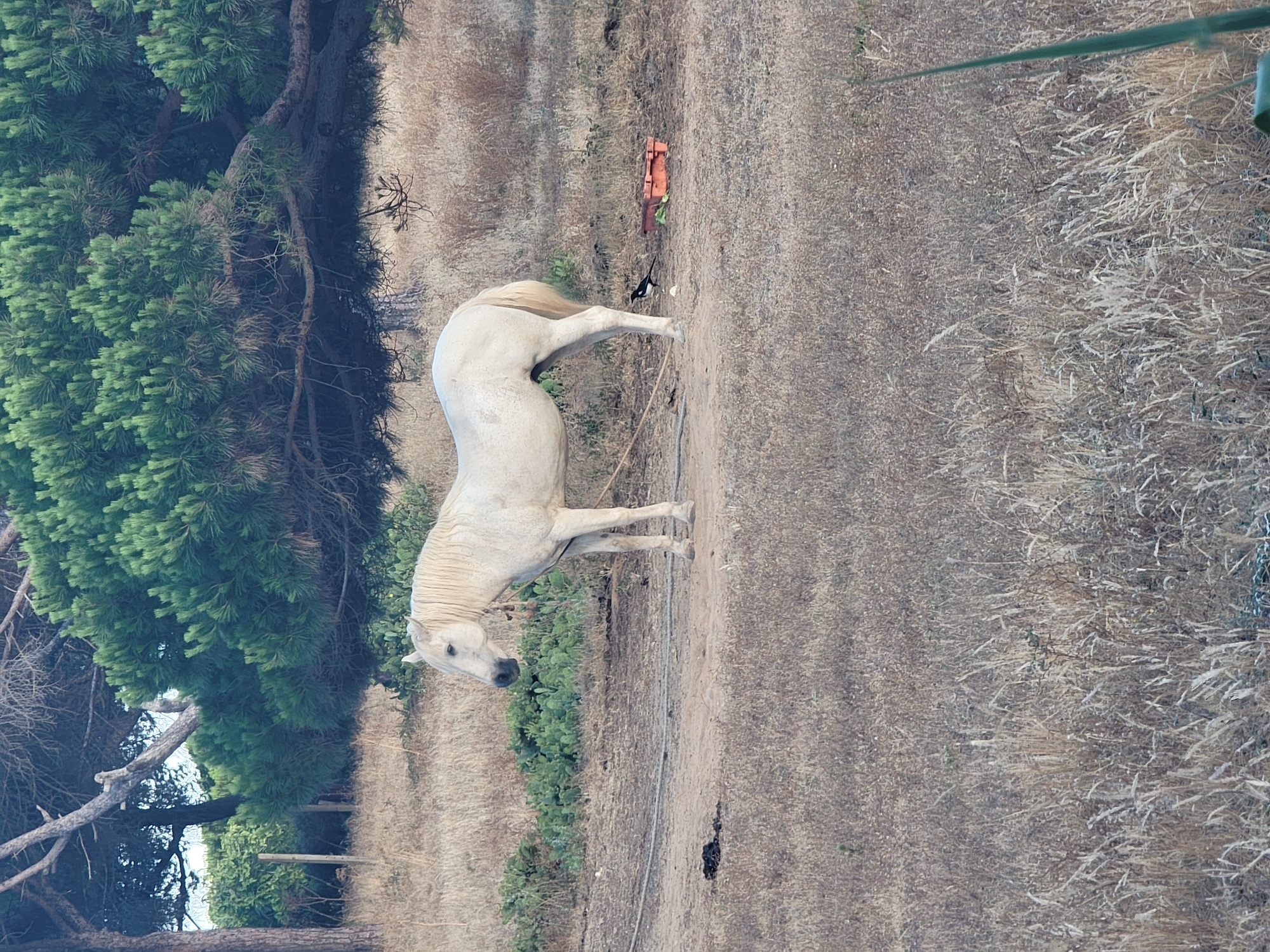 In a dry, grassy field with sparse vegetation and scattered rocks, a white horse stands facing left, its head slightly lowered. Behind the horse, a black and white bird pecks at the ground near an orange plastic container. In the background, tall pine trees with dense green foliage form a natural barrier, and a wooden fence can be seen to the left. The scene appears to be an outdoor rural setting, possibly on the outskirts of Quarteira, Portugal, characterized by a dry climate.