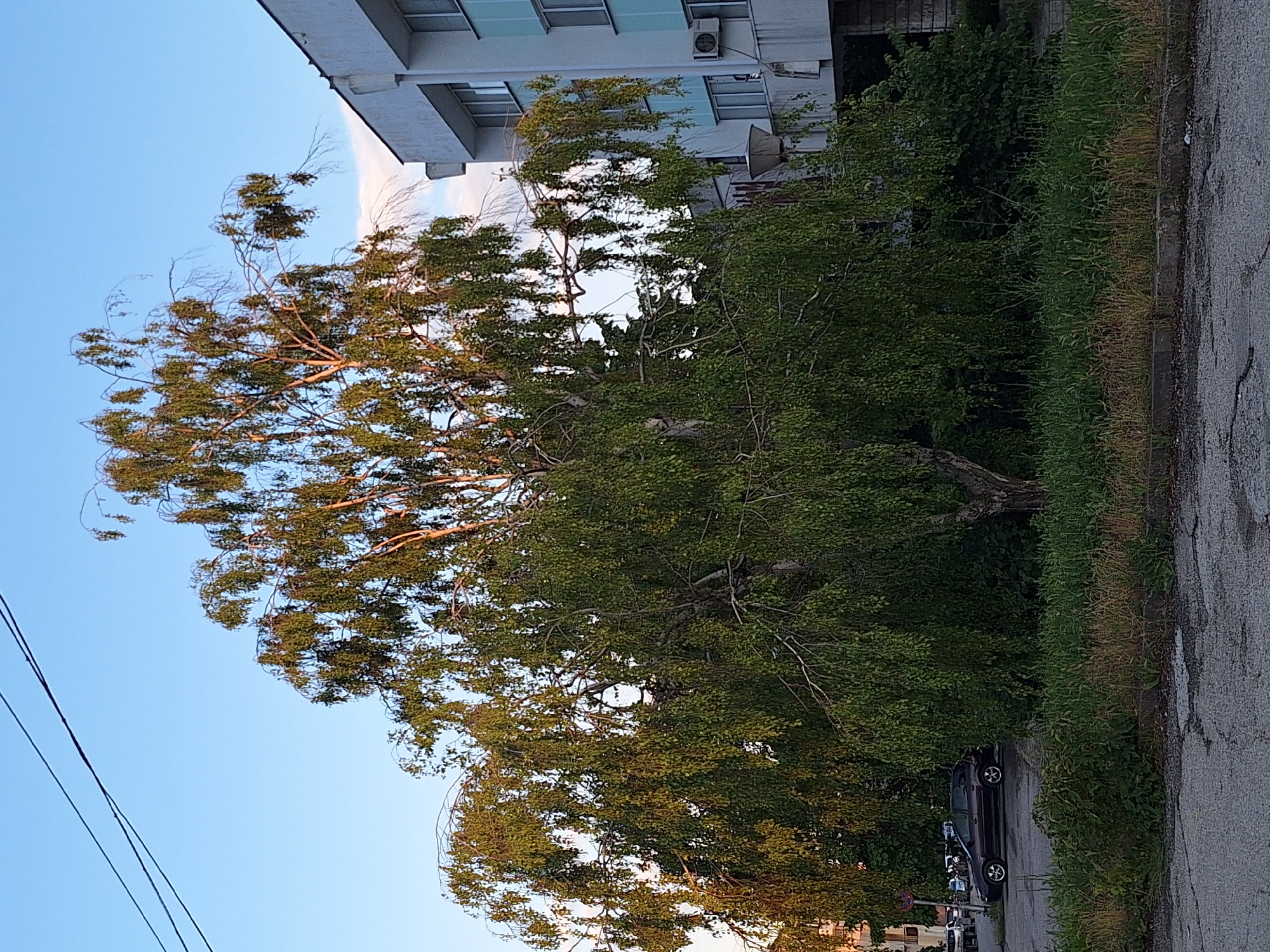 This image depicts an outdoor, urban scene in the city of Ezerovo, Bulgaria, under a clear, bright blue sky with a faint wisp of cloud visible in the upper right. A large, mature tree, likely a weeping birch, dominates the central and left portions of the frame. Its dense, light green, drooping foliage and lighter-colored branches are illuminated by warm, possibly late afternoon or early evening sunlight, giving parts of the canopy a golden hue. Some upper branches appear barer, allowing the sky to show through.
In the upper left, two dark, thin utility lines traverse the sky diagonally. To the right, a multi-story building with a light-colored (white or light grey) facade is visible, featuring multiple rectangular windows, some accented with light blue paneling directly below them. An air conditioning unit is mounted on an exterior wall or balcony on the building's right side. Further left in the background, another building and additional parked vehicles are partially obscured.
The immediate foreground consists of dark grey asphalt pavement, which is cracked in several places, indicating wear. A concrete curb delineates the edge of the pavement from a strip of unkempt vegetation, comprising green and dry grasses and various weeds, which runs along the base of the large tree and other surrounding bushes. A dark-colored (possibly maroon or black) station wagon or hatchback is parked partially hidden by the tree and bushes on the left side, behind the grassy strip. A red circular sign with a white border is partially visible near this parked car on the far left. A grey, downward-facing street lamp is positioned in the mid-ground on the right, partially obscured by the tree's foliage and in front of the building. No people or overt actions are visible in the static scene.