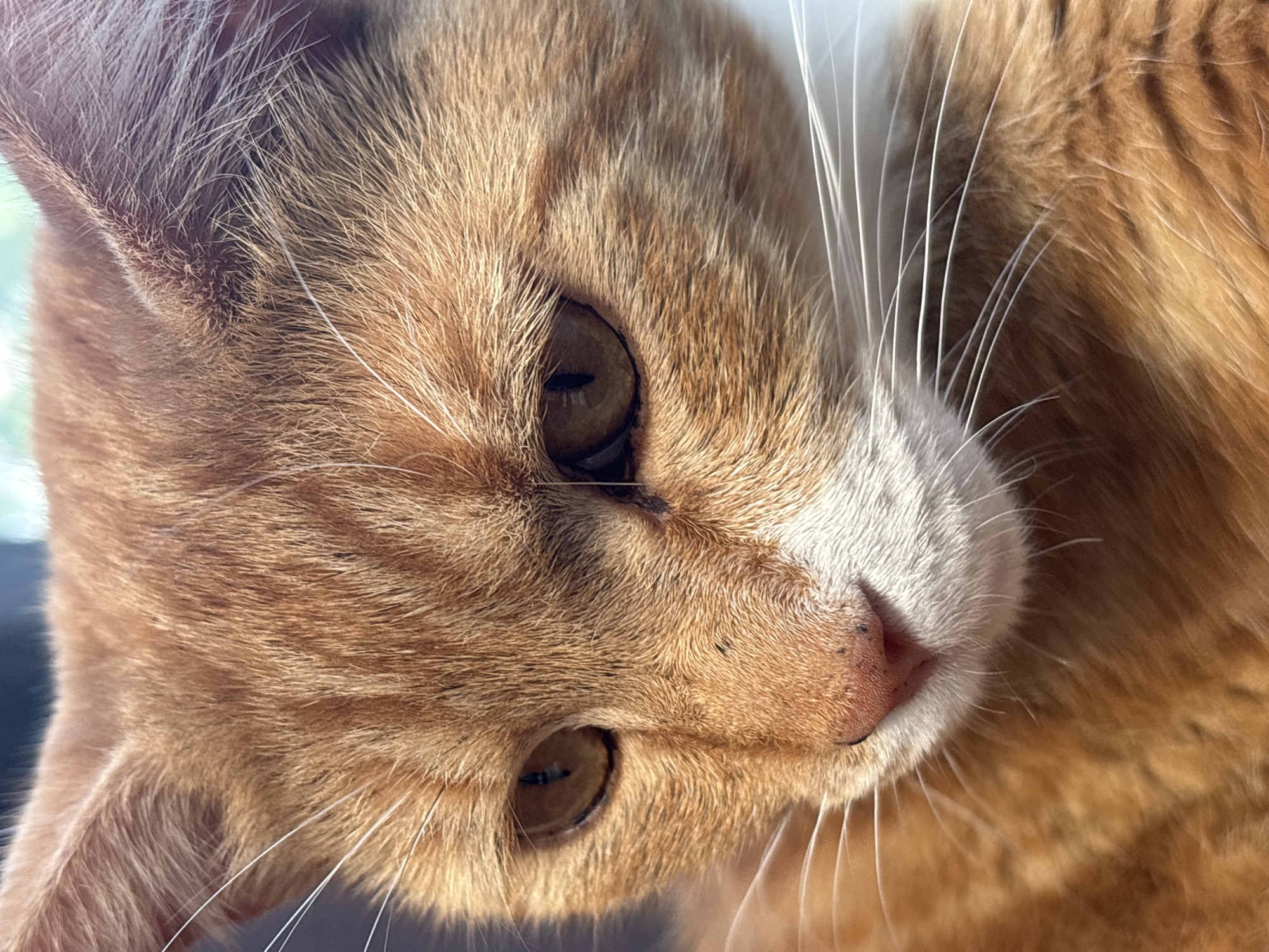 This is a close-up, portrait-style, eye-level shot of an orange tabby cat's face. The cat is looking slightly down and to the left, with its head tilted. The cat's fur is a mix of orange and lighter stripes. Its eyes are golden brown with slit pupils. The cat has prominent white whiskers and a pink nose with a few dark spots. The background is blurred and out of focus, with hints of green and blue, suggesting an outdoor environment. There are no people, actions, or interactions depicted in the image. The location in Sochi, Russia, cannot be determined from the visual information provided.