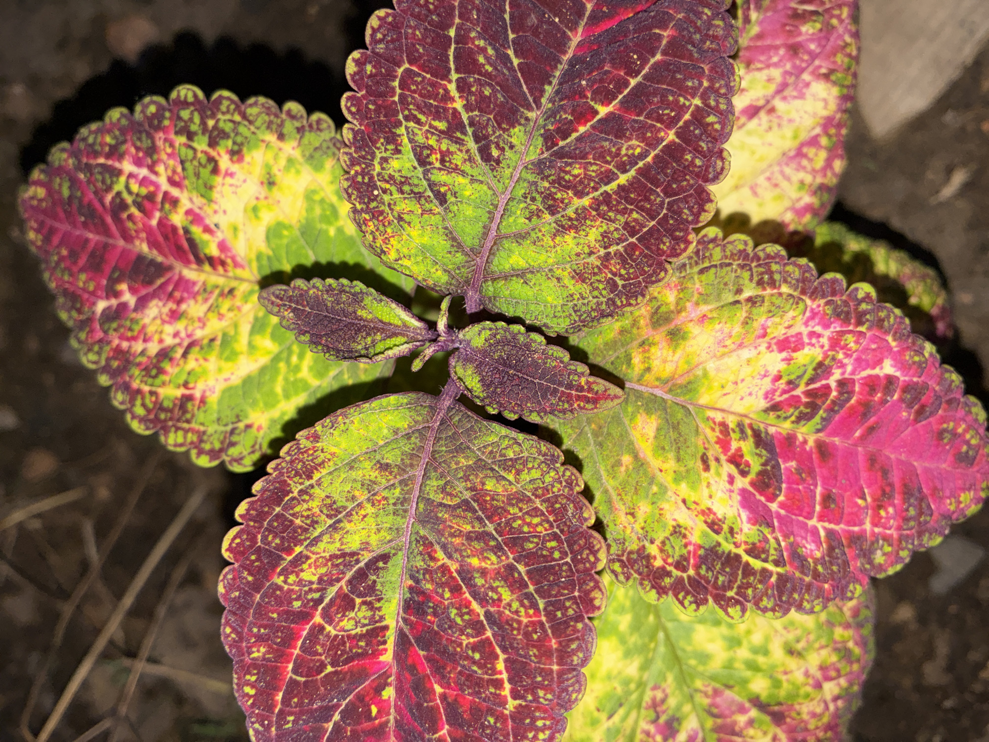 A close-up, overhead shot captures the vibrant, variegated leaves of a coleus plant. The leaves display a striking pattern of deep red, bright pink, and lime green, with dark veins creating a network across their surface. The edges of the leaves are serrated. The background consists of dark soil and some dried twigs, suggesting an outdoor setting. There are no people or visible structures. The image does not provide any information about the specific location in Totskoye, Russia.