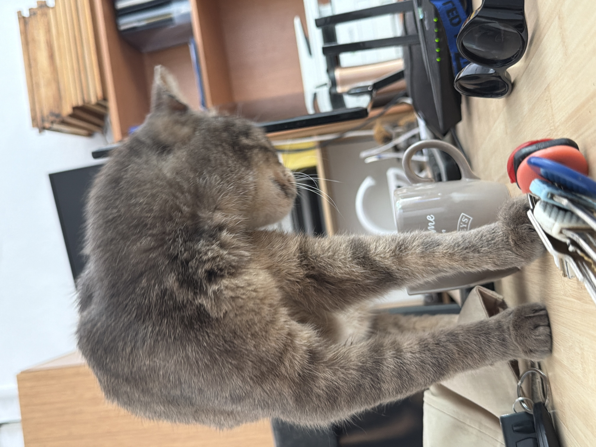 A domestic shorthair cat stands on a wooden desk, its body angled away from the camera and its head lowered, appearing to sniff at items on the desk. The cat has grey tabby markings. In the foreground, a set of keys with colorful keychains rests on the desk. To the right of the keys, a pair of black sunglasses is visible. Behind the keys, a light-colored fabric bag is partially obscured. A grey ceramic mug with text on its side is positioned to the left of the sunglasses and in front of the cat. In the background, a black wireless router with illuminated green lights is on the desk, and a bookshelf is visible. The overall scene suggests an indoor domestic environment, possibly an office or living space. There is no information or context within the image to suggest a location in the city of Prosena, Bulgaria.