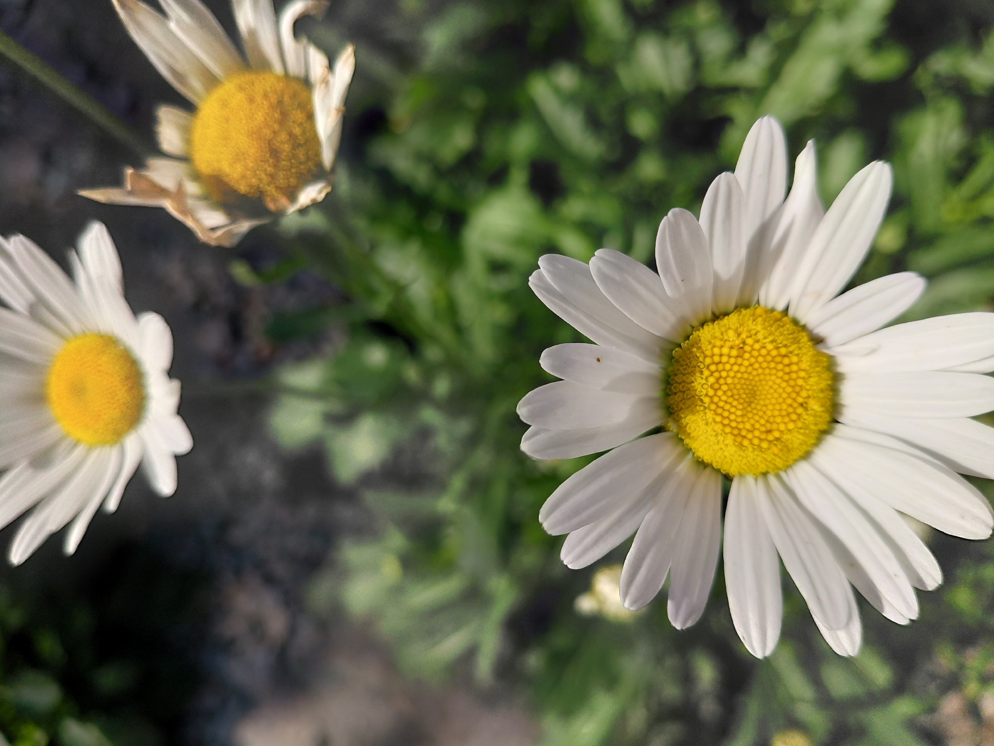Three daisies are visible in the image. The largest daisy is in the foreground, filling the lower half of the frame. It has bright white petals and a vibrant yellow center. Two other daisies are positioned behind it, one slightly to the left and the other to the right. The daisy on the left is in focus and also displays white petals and a yellow center, while the daisy on the right appears to be older or damaged, with some browning petals. The background consists of blurred green foliage and dark, indistinct ground cover, possibly stone or dirt. The lighting suggests it is daytime. The scene does not contain any people or indicate a specific location within Novosibirsk, Russia.