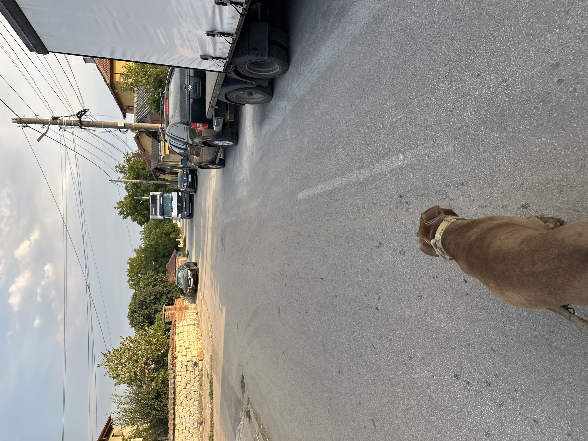 The image depicts a street scene in Malevo, Bulgaria. In the foreground, a brown dog wearing a collar is walking on an asphalt road. The dog is facing away from the camera. The road is lined with parked vehicles, including a large white truck on the right side of the frame, a black pickup truck, and two smaller cars further down the street. Several houses with yellow and orange tiled roofs are visible on the right side of the road, along with a stone wall on the left. Utility poles with numerous wires are also prominent features of the environment. The sky above is partly cloudy.