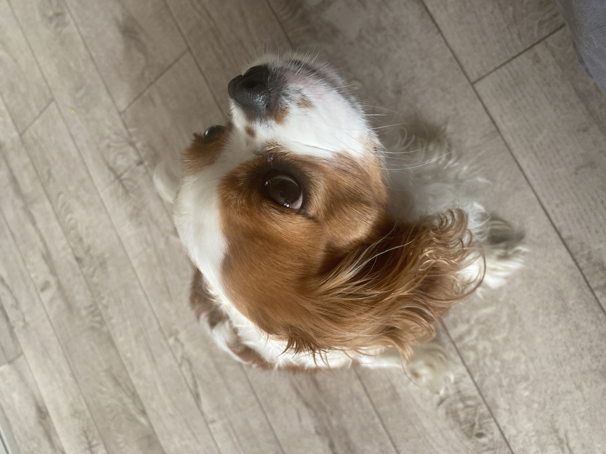 A close-up, high-angle shot shows a Cavalier King Charles Spaniel dog sitting on a light-colored wooden floor. The dog is facing upwards and to the right, with its head tilted slightly. The dog has brown and white fur, with brown patches over its eyes and ears, and white fur on its face and chest. Its eyes are dark and expressive, and its nose is black. The wooden floor is made of planks that run diagonally across the image. There is a shadow cast on the dog's fur from the left side of the image. The background is blurred, with the focus solely on the dog.
