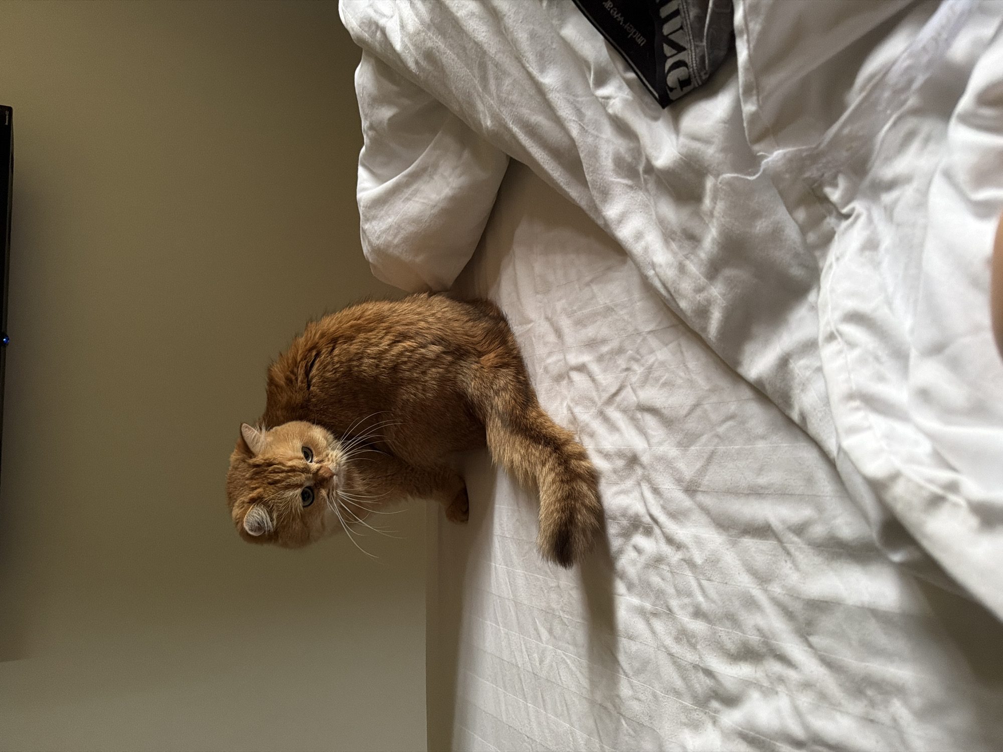 An orange cat with green eyes sits on a white duvet cover, its tail curled around its body. The cat is positioned on the left side of the frame, looking down and to its left. A white pillow is visible to the right of the cat, with crumpled white sheets forming the majority of the foreground. A black pair of underwear with the word "UNDERWEAR" printed on the waistband is visible in the bottom right corner of the image. The background consists of a plain, light brown wall. The lighting suggests it is daytime, with sunlight casting a shadow of the cat onto the bed. The scene is indoors, likely a bedroom.
