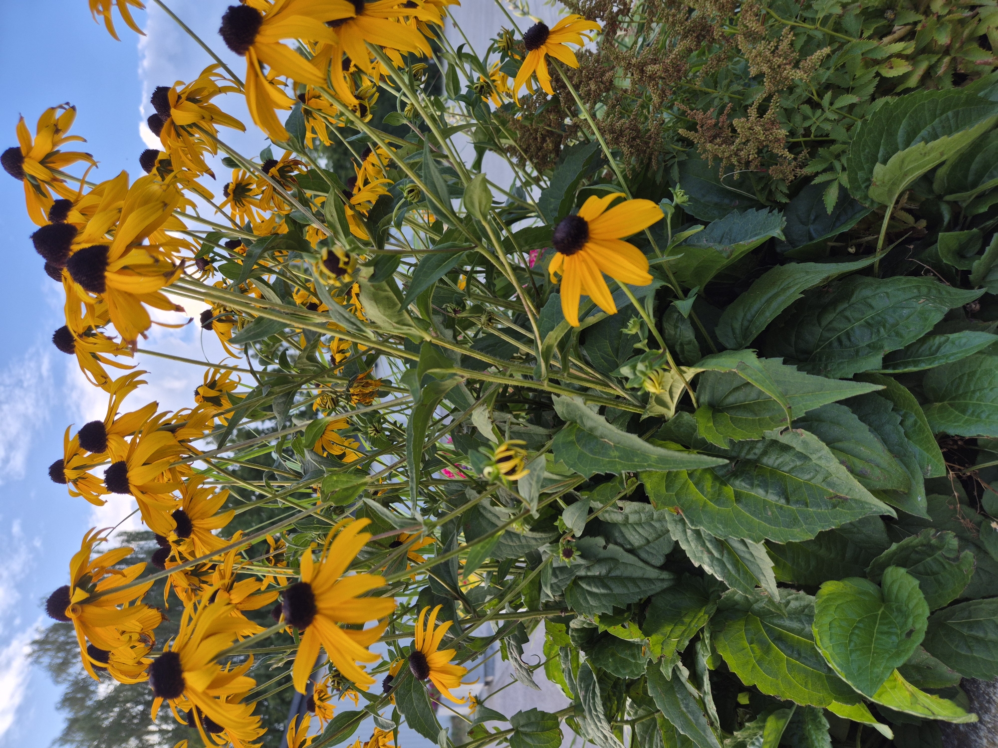 A cluster of bright yellow Black-Eyed Susans with dark centers fills the frame. The flowers are in bloom, with their petals extended outwards. Some flowers are facing the camera directly, while others are angled. The stems and green leaves are visible beneath the flowers, creating a lush appearance. In the background, a pale blue sky with scattered white clouds can be seen. Some distant trees are visible on the horizon. The scene appears to be outdoors, possibly in a garden or park. There are no people or animals visible in the image. The location is identified as Ergolding, Germany.