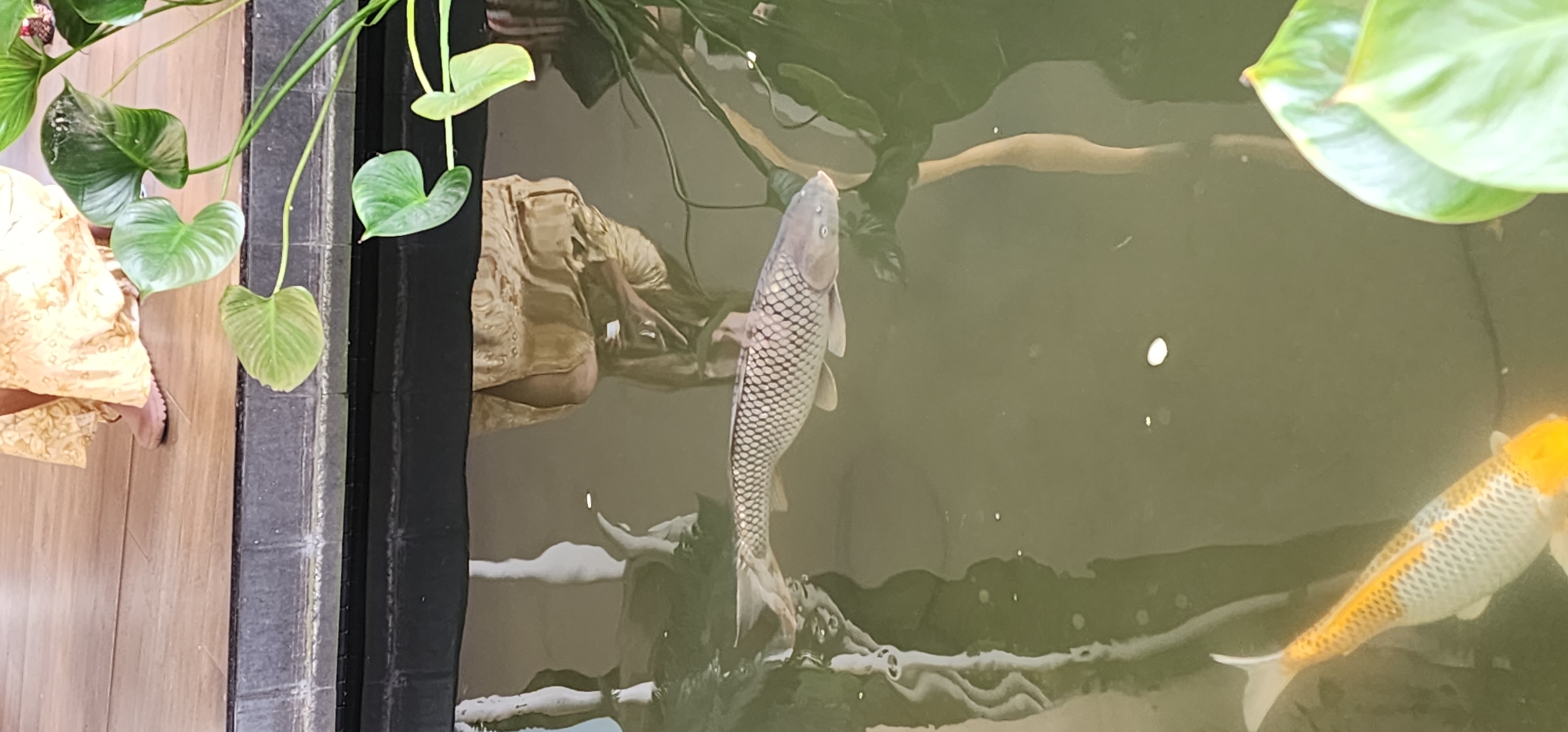 In a pond in Wichit, Thailand, a fish with silver scales swims in the water. A reflection of a person in a yellow dress can be seen in the water. Green plants are visible on the side of the pond.