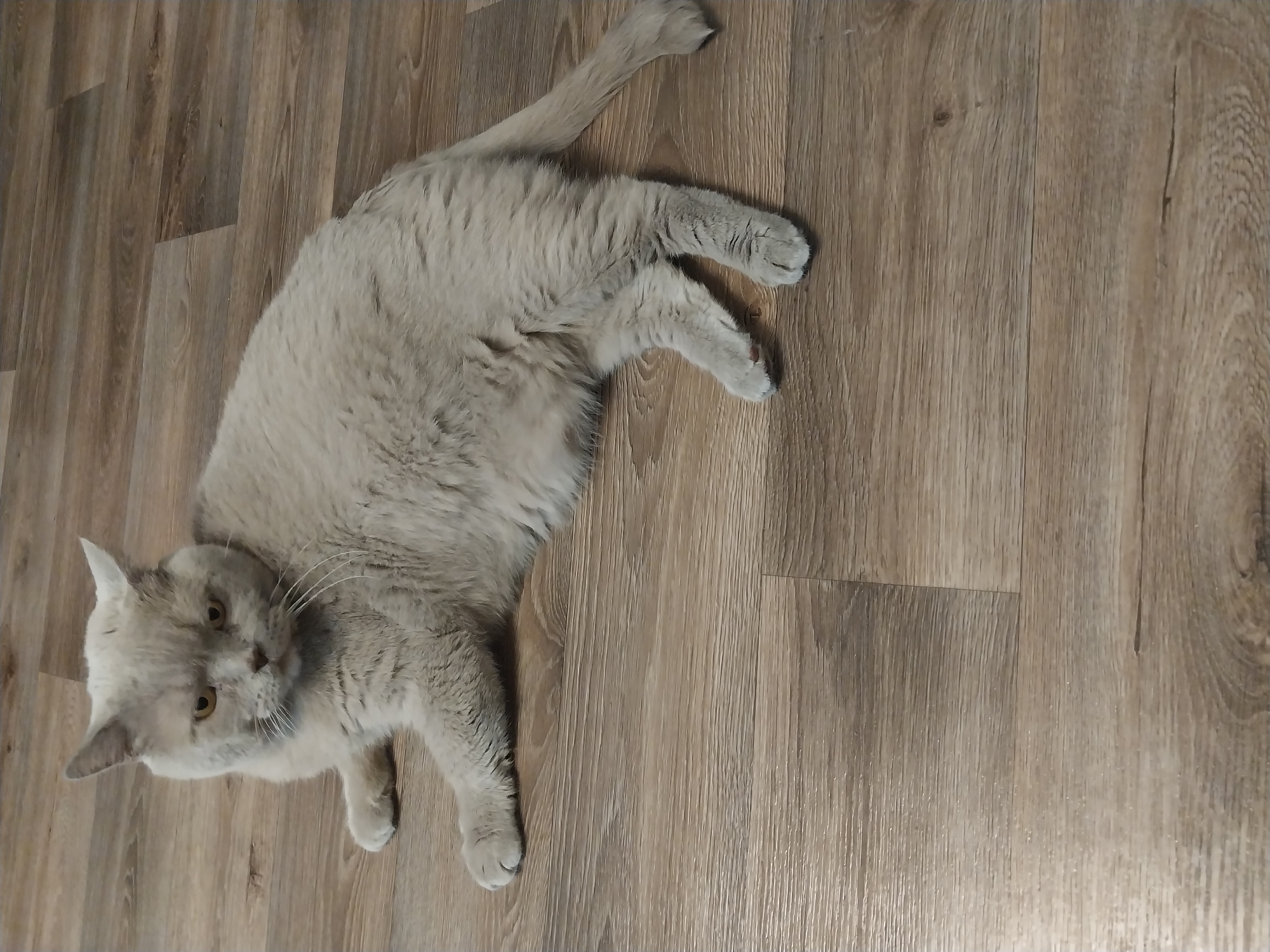 A light gray cat is lying on a light brown laminate floor. The cat is facing left, with its body stretched out. Its head is turned towards the camera, and its eyes are looking at the viewer. The cat's fur is fluffy, and its tail is extended to the right. The floor has a wood grain pattern. There are no people or other animals visible in the image. The scene appears to be indoors. The location in the city of Dnipro, Ukraine is unknown.