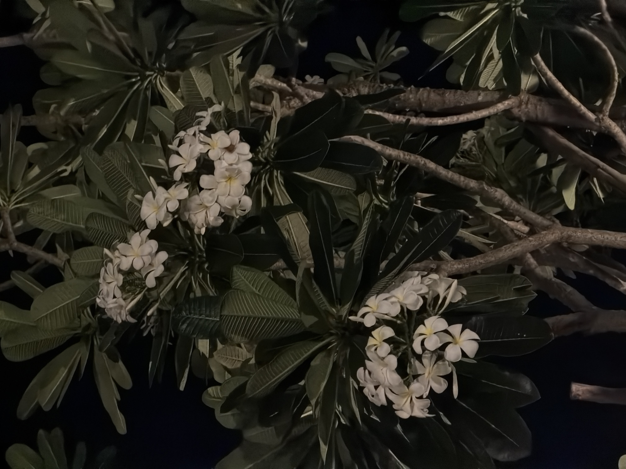 This forensic image depicts a close-up view of a mature Frangipani (Plumeria) tree, observed at night in the vicinity of Nam Nha Trang Ward, Vietnam. The dominant features are the tree's dark green, leathery, obovate leaves, which exhibit prominent central veins and are arranged in dense clusters at the ends of branches. Interspersed among the foliage are multiple clusters of white, five-petaled flowers, each approximately 5-7 cm in diameter, featuring a distinct yellow-orange gradient at its central throat. These flowers are fully open, with visible, uniform petals. The tree's sturdy, gnarled branches and segments of its light brown, textured trunk are visible, particularly in the lower and right portions of the frame. The background is uniformly deep black, indicating a nighttime setting with no discernible light sources or objects beyond the immediate tree structure. The leaves and flowers are illuminated by an unseen artificial light source, creating a sharp contrast against the dark environment. No individuals, animals, or specific actions are present or detectable within the frame.