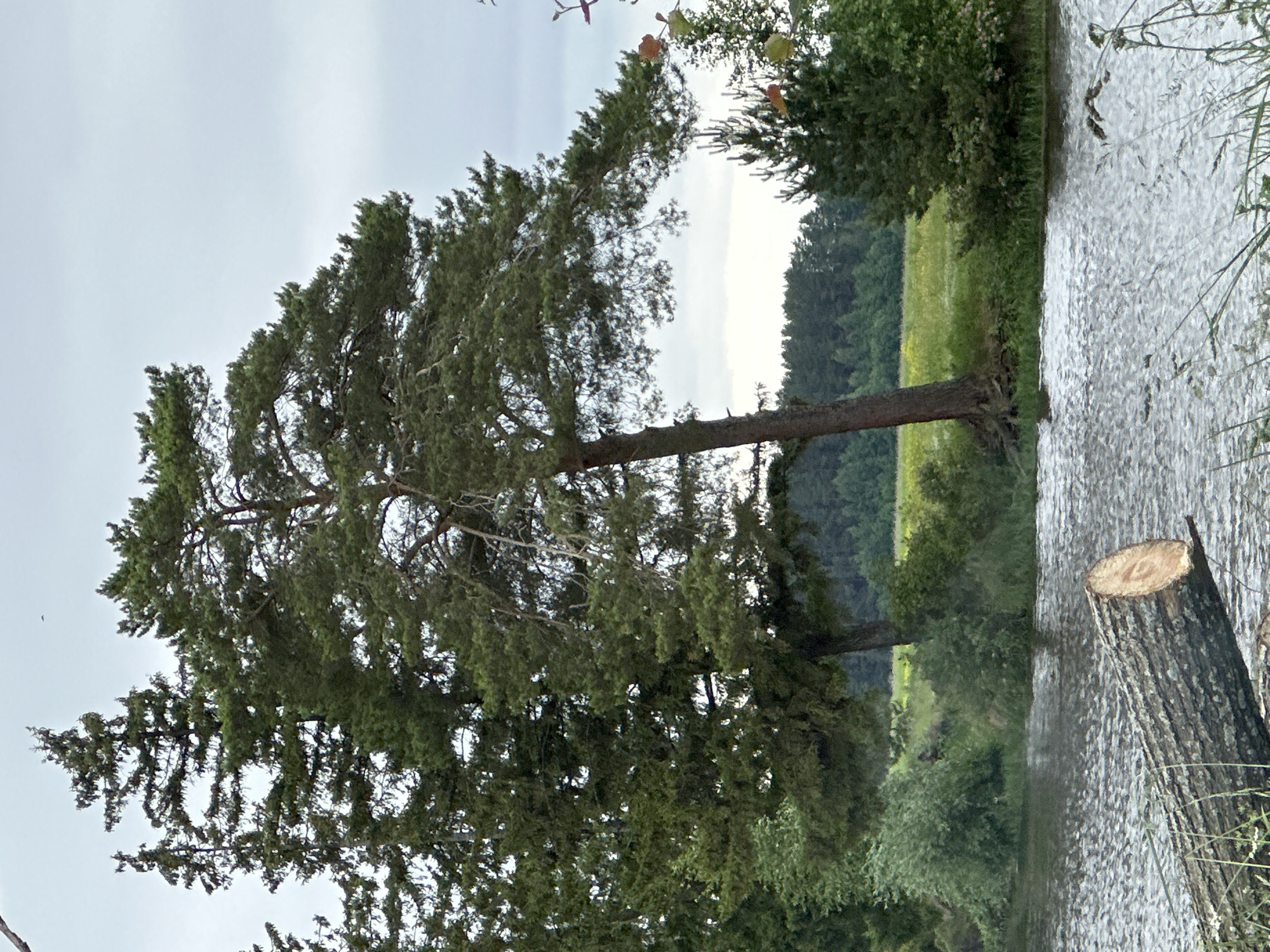 This is a medium-angle, eye-level, full shot of a lakeside scene in Shul'dikha, Russia. The image is overcast, with a pale, cloudy sky. In the foreground, a large, rough-barked log lies horizontally in the water, its cut end visible and showing a circular grain pattern. The water is dark and choppy, with ripples reflecting the sky. On the left bank of the lake, a cluster of tall, dark green evergreen trees stand close together, their branches dense and reaching upwards. To the right of these, a large pine tree with lighter green needles and a spreading canopy dominates the mid-ground. Its trunk is thick and gnarled, with exposed roots gripping the earth. Beyond the trees, a field of yellow flowers is visible, with a darker green line of trees forming the horizon. A small, conical evergreen tree stands to the right of the large pine, with some dried leaves or seed pods visible on its branches. The overall impression is of a natural, somewhat wild landscape under a subdued sky.