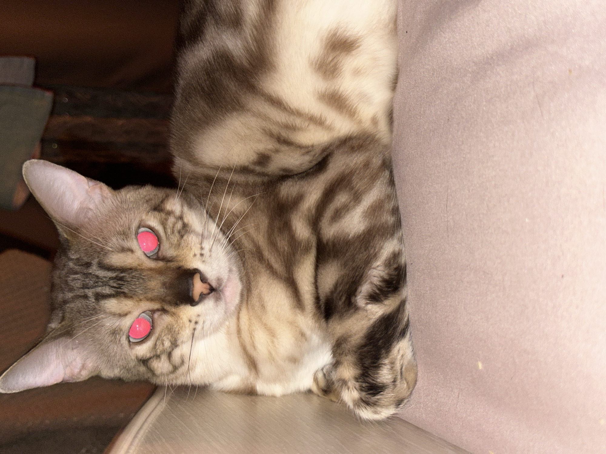 A close-up, eye-level shot shows a tabby cat with bright pink eyes lying down on a light pink, textured surface. The cat's fur is a mix of light brown, tan, and dark brown stripes. Its paws are crossed in front of its chest. The background is out of focus, showing dark brown wooden furniture and a hint of green fabric. There is no identifiable location within the city of Energetik, Russia.