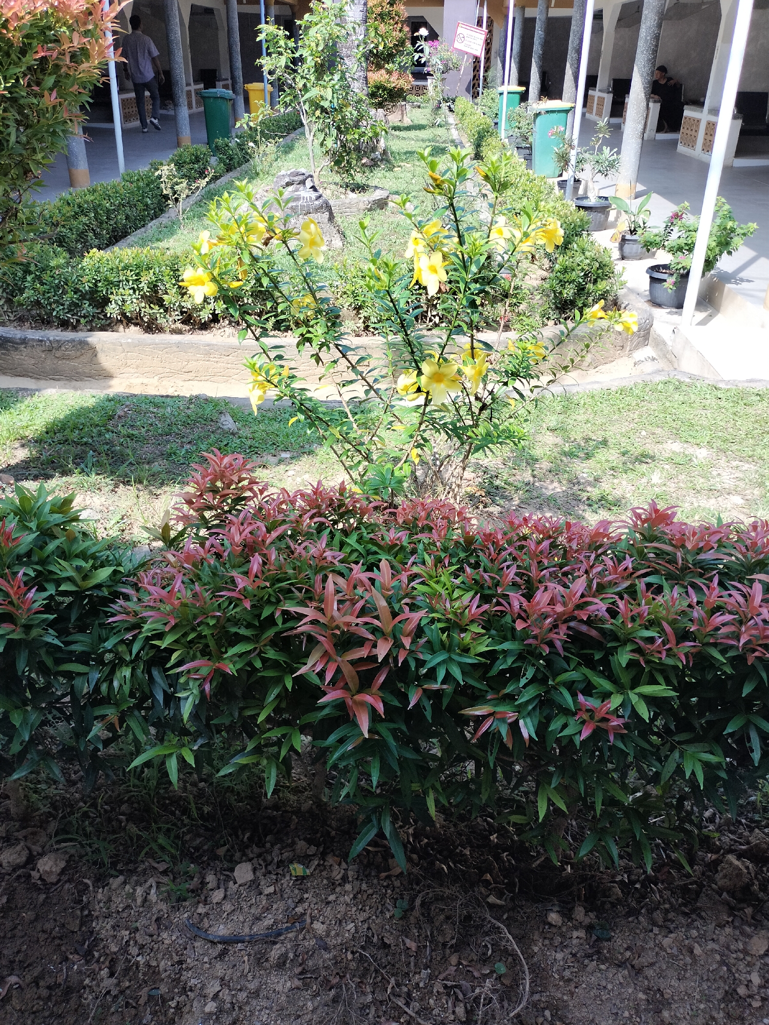 In Langsa, Indonesia, a vibrant garden scene unfolds near a building with a covered walkway. In the foreground, a lush hedge with both green and reddish-pink foliage creates a natural barrier. Behind this hedge, a flowering bush displays numerous bright yellow blossoms against a backdrop of green leaves. To the left and behind the flowering bush, a walkway with pillars is visible, where a person in a light-colored shirt and dark pants walks away from the camera. Further along the walkway, two large green trash cans are situated, and beyond them, another person sits at a table. The ground is covered with a mix of grass and dirt, with some scattered rocks and fallen leaves. The scene appears to be an outdoor area adjacent to a structure, possibly a school or public building, showcasing a well-maintained garden with botanical elements and human presence.