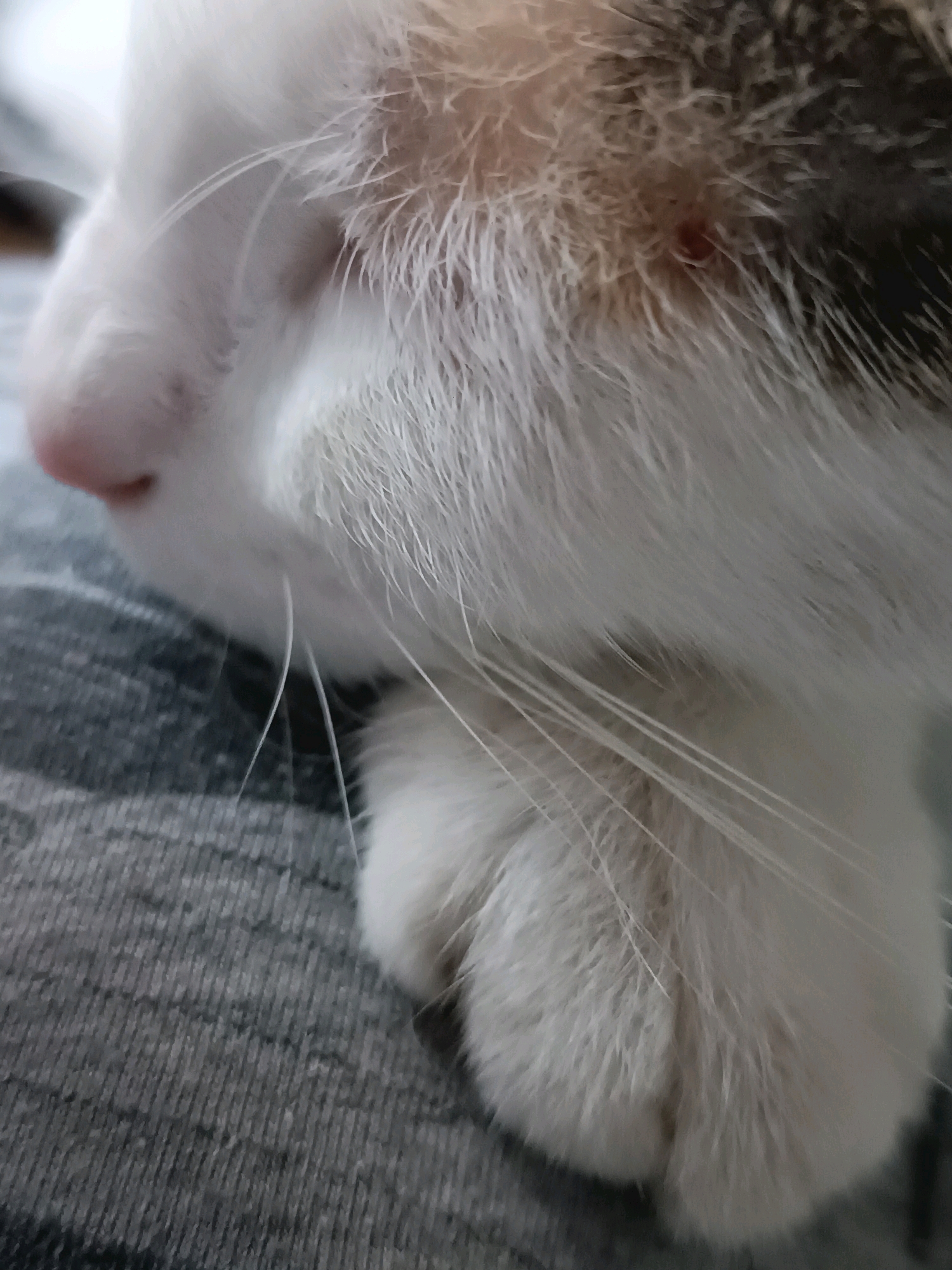 The image is a close-up, eye-level, medium shot of a domestic cat's face and paw. The cat is predominantly white with patches of brown and grey fur. Its pink nose is visible on the left, and a cluster of white whiskers extends outwards. A small reddish mark, possibly a scab or lesion, is present on the fur near the cat's eye area. The cat's white paw, with its soft fur, rests on a textured grey surface, likely a blanket or clothing. The background is out of focus, showing a blurred grey and white pattern. There is no discernible location in Viadana, Italy, or any indication of a specific environment beyond the immediate foreground.