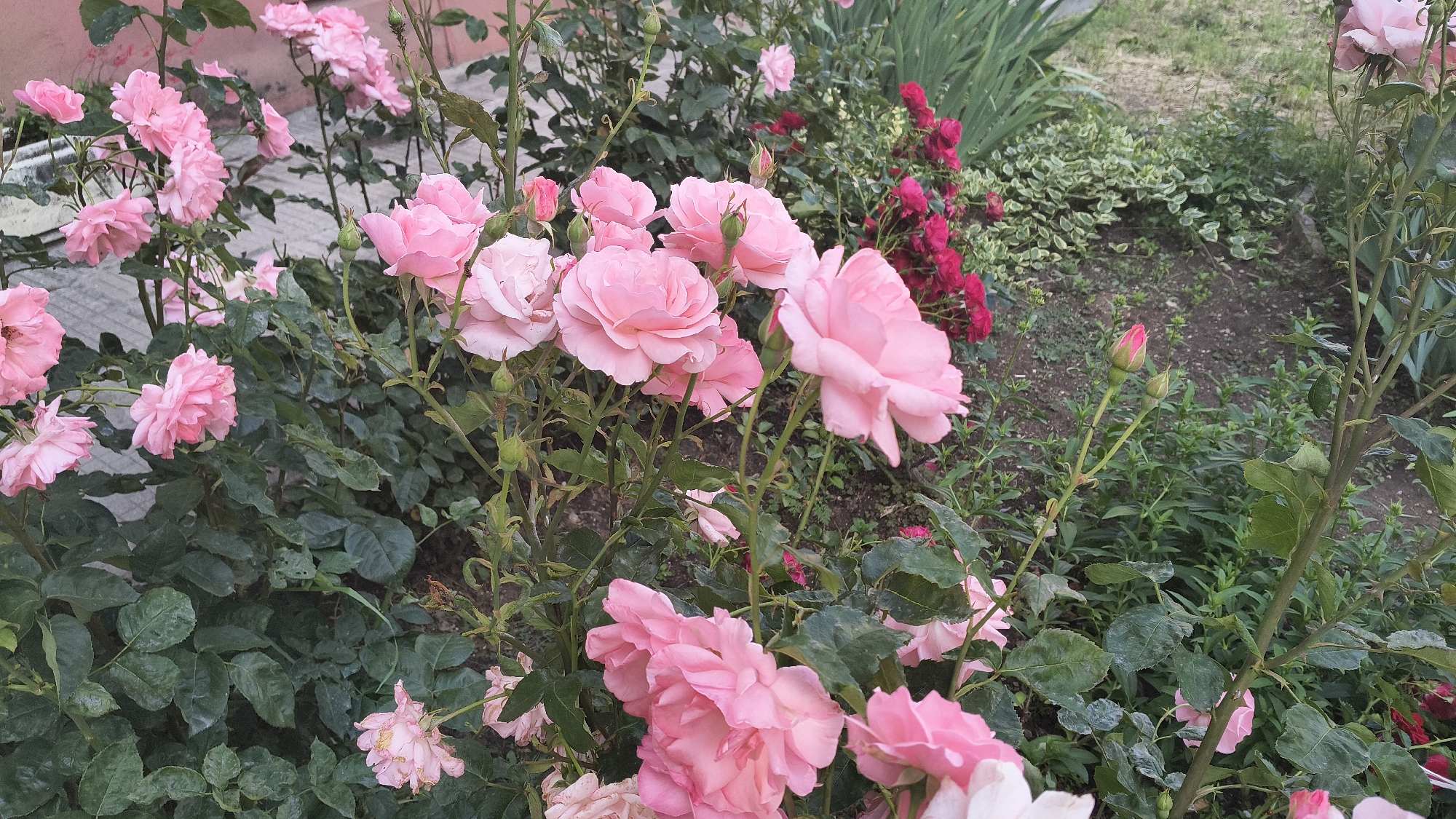 The image displays a garden scene in Shumen, Bulgaria, dominated by flowering rose bushes. The foreground and mid-ground are densely populated with light pink roses at various stages of development, including fully open blossoms, partially opened flowers, and numerous closed buds with green sepals. Several faded pink rose petals and wilted flowers are also visible among the foliage. The rose plants exhibit dark green, serrated leaves and sturdy green stems, some with visible thorns.
In the upper-left quadrant, a portion of a white, possibly concrete or painted surface, is visible, suggesting proximity to a pathway or structure. To the right of the central pink roses, a separate plant with smaller, deep red flowers provides a color contrast. The background features a variety of other green vegetation, including plants with broad, dark green leaves, some with variegated green and white foliage, and tall, narrow, blade-like green plants. The ground is dark brown soil, visible between the plant growth. No individuals or animals are present in the frame.
