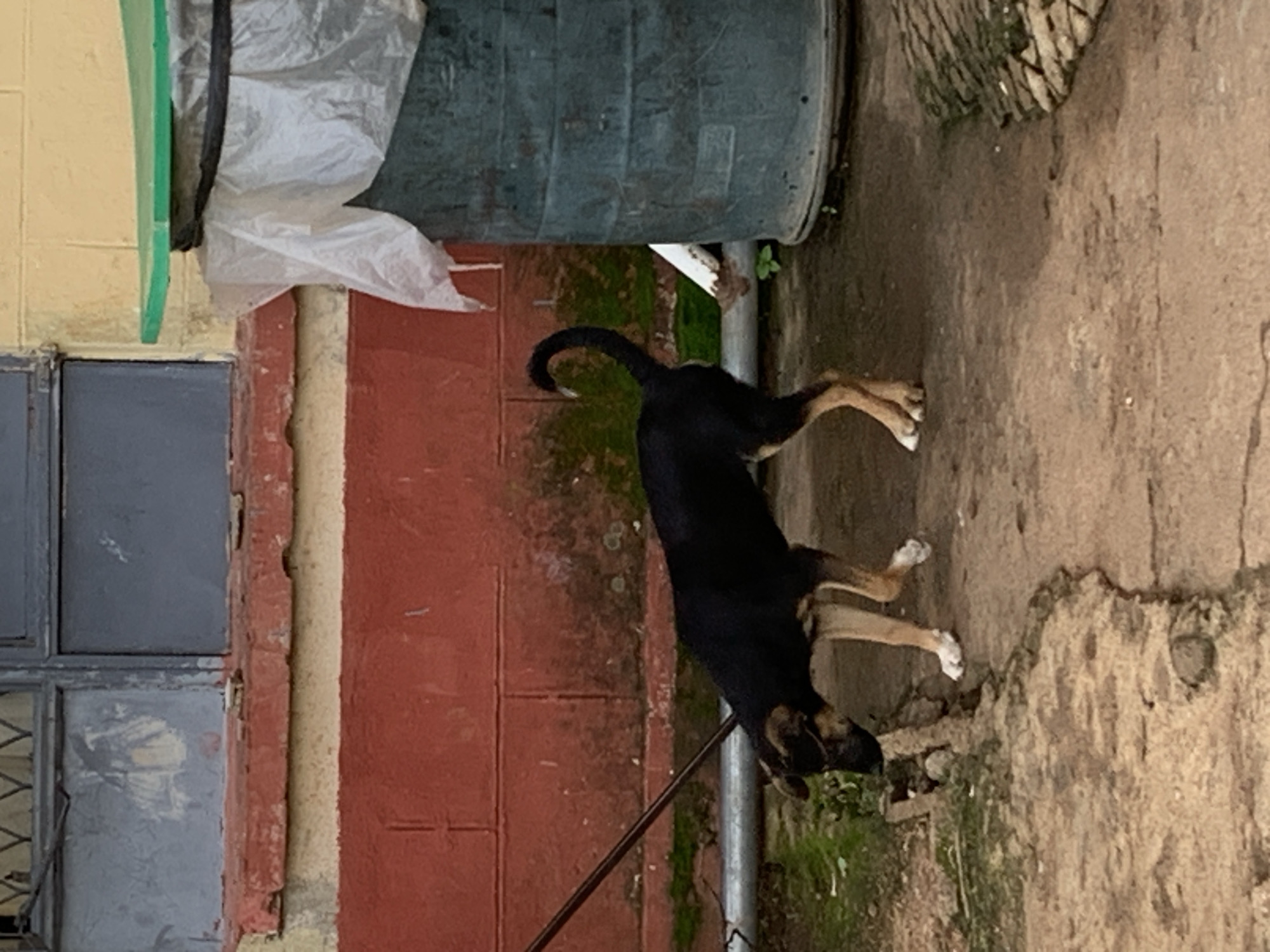 In Kuru Karama, Nigeria, a medium-sized, black and tan dog is captured in profile, its body angled to the left. The dog is on all fours, with its head lowered as if sniffing the ground. A thin, dark leash extends from its collar and is held by an unseen person or object to the left of the frame. The dog's tail is curved upwards and over its back. The environment appears to be an outdoor, possibly urban or semi-urban setting. Behind the dog, a weathered, red-painted wall with a lighter yellow stripe above it runs horizontally across the frame. To the right of the dog, a large, dark, cylindrical object, possibly a trash bin covered with a white plastic sheet, stands tall. A green surface is visible on top of this object. The ground is a rough, uneven dirt or concrete surface. In the background, a window with a metal grate and a blue-tinted pane is visible on the red and yellow wall. The overall scene depicts a common moment of a dog exploring its surroundings in a functional, outdoor space.