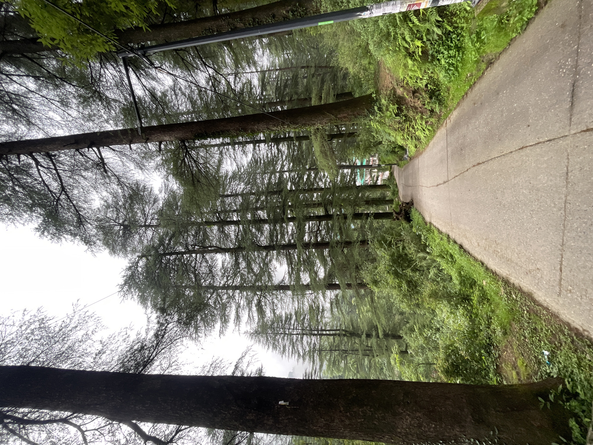 A narrow, paved road winds through a dense forest of tall evergreen trees. The road is light gray concrete, marked with darker gray expansion joints. On the left side of the road, a large, dark brown tree trunk is prominent, with some ivy growing on it. A small white object is attached to the trunk. Further down the road, a person is sitting on a wooden bench to the left of the road, leaning against a tree. On the right side of the road, the terrain slopes upwards, covered in lush green vegetation, including ferns and bushes. A black lamppost with some posters is visible on the far right edge of the road. In the background, glimpses of buildings with green roofs can be seen through the trees. The sky is overcast and appears hazy. The overall scene suggests a serene, natural environment in Dharamkot, India.