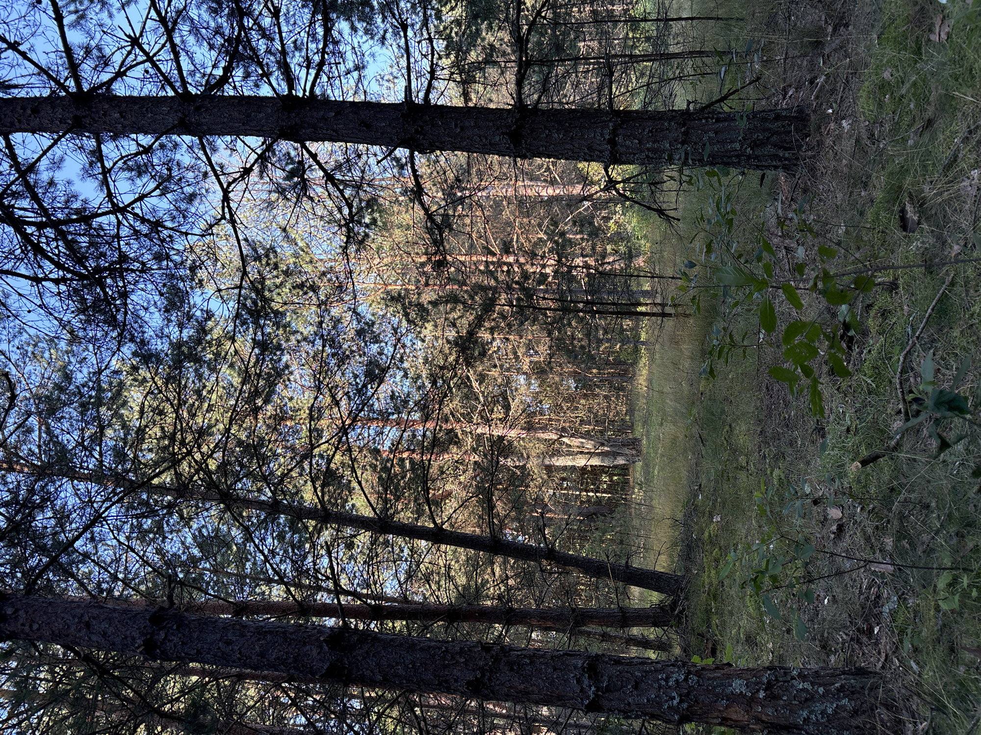 The image depicts a serene forest scene in the Трасцінскі сельскі Савет, Belarus. Tall pine trees dominate the foreground and middle ground, their dark, textured bark contrasting with the dappled sunlight filtering through their branches. The forest floor is covered in a carpet of green grass, moss, and fallen pine needles. In the background, more pine trees recede into a gentle slope, bathed in the warm glow of what appears to be late afternoon or early morning sun. The sky above is a clear, pale blue. There are no people or animals visible in the scene. The overall impression is one of natural tranquility.