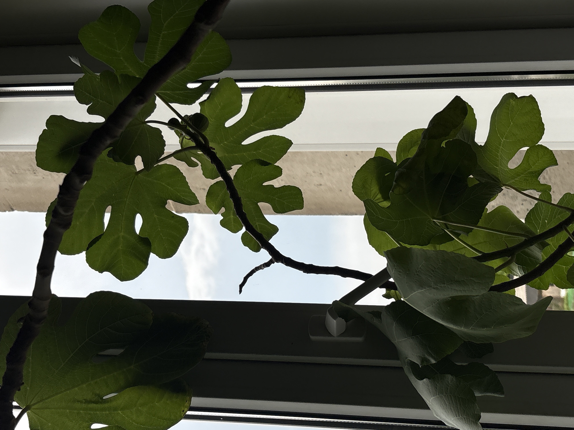 The image shows a potted fig tree with large, lobed green leaves and a dark brown branch. The tree is positioned in front of a window. Outside the window, a bright sky with clouds is visible, along with the beige facade of a building. The window frame is white and appears to be a casement window, as a white handle is visible on the left side. The lighting suggests it is daytime. The scene is indoors, likely in a residential setting in the village of Kumyonki, Kirov Oblast, Russia.