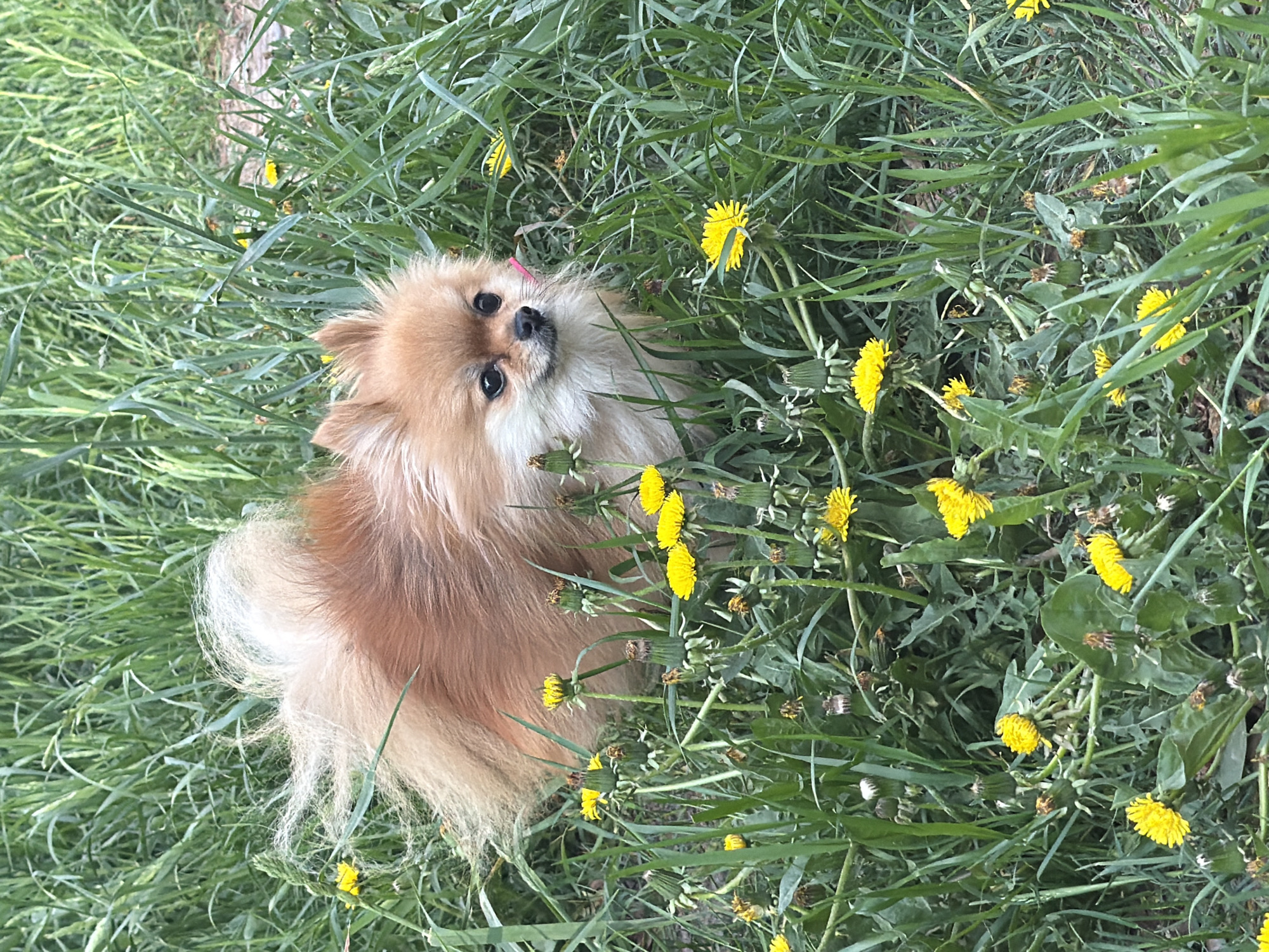 A Pomeranian dog sits in a field of tall grass and dandelions. The dog is light brown with white accents. The dandelions are in full bloom and interspersed throughout the green grass. The location is likely a field or park in or around the city of Chaikovsky, Russia.