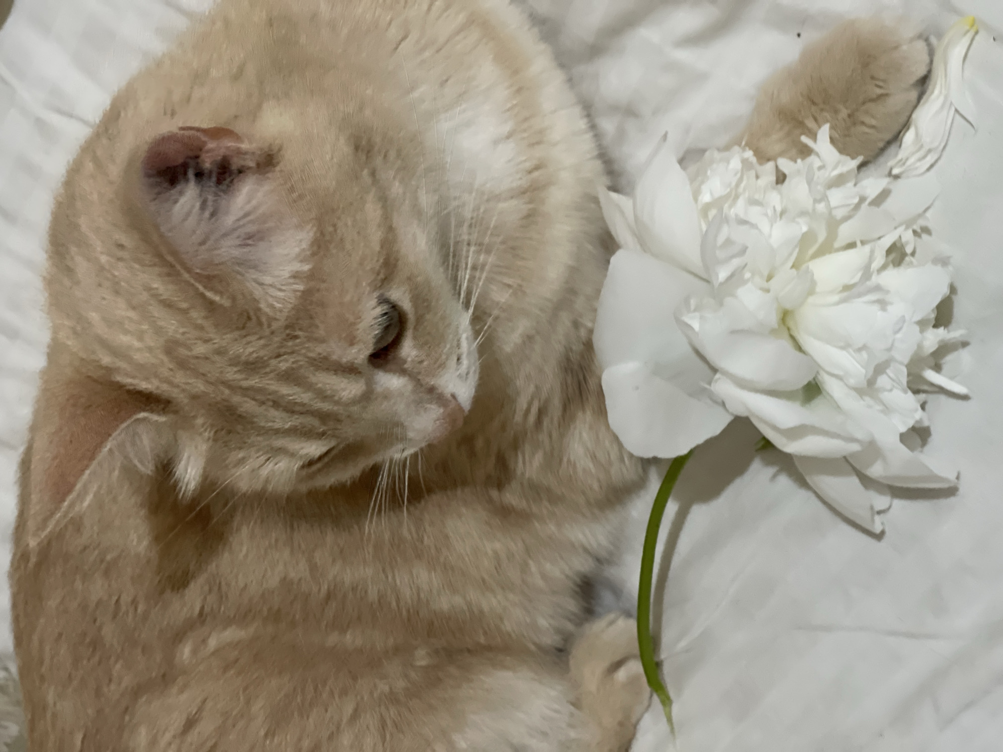 An orange tabby cat lies curled on a white, textured surface, possibly a bed or sofa. A single white peony with a green stem lies near the cat's body, partially in front of its paws. The cat's eyes are partially closed, and it appears to be resting. The background is uniformly white, with subtle shadows indicating folds in the material. The lighting is soft and diffused. The image does not provide any information that would allow for the determination of its location in the city of Коротиха, Russia.