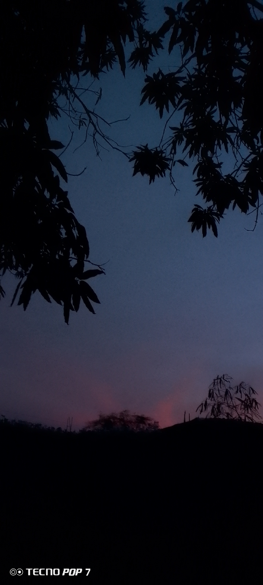 The image depicts a dusky sky with silhouette of trees and leaves in Altagracia, Venezuela. The upper portion of the image is filled with branches and leaves forming a dark outline against the bluish-purple sky. In the lower part, a dark horizon line is seen with what appears to be other trees or vegetation. At the bottom of the image is the imprint for "Tecno Pop 7".