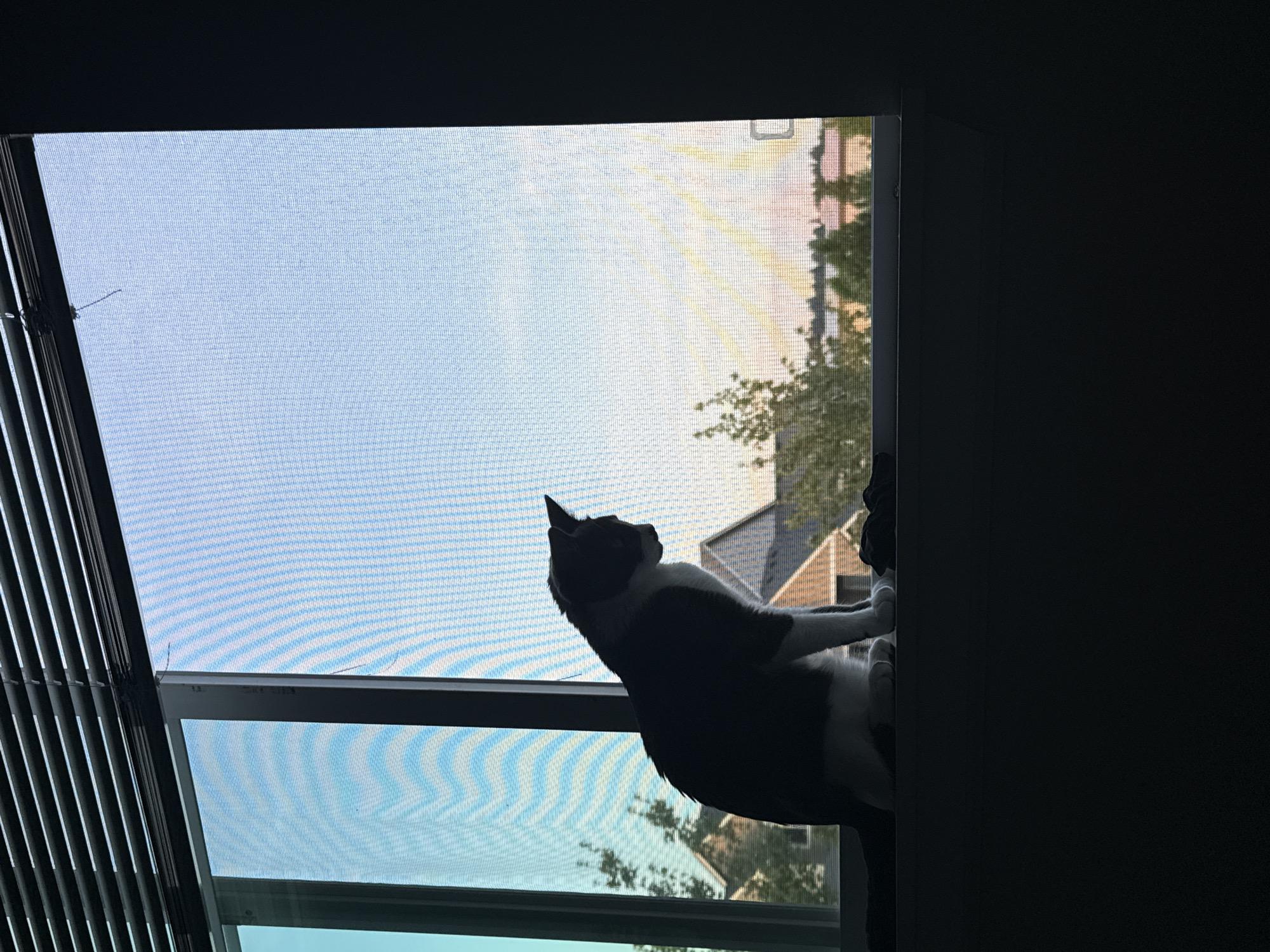 A silhouetted cat sits on a windowsill, looking out at a suburban landscape during what appears to be sunset. The cat is predominantly dark, with lighter patches on its chest and paws visible against the brighter background. The window has blinds at the top and a screen covering the lower portion, which distorts the view of the houses and trees outside. The sky shows a gradient of blue and orange, indicating the sun is low on the horizon. The scene is indoors, likely a residential setting in Fife, United States of America.