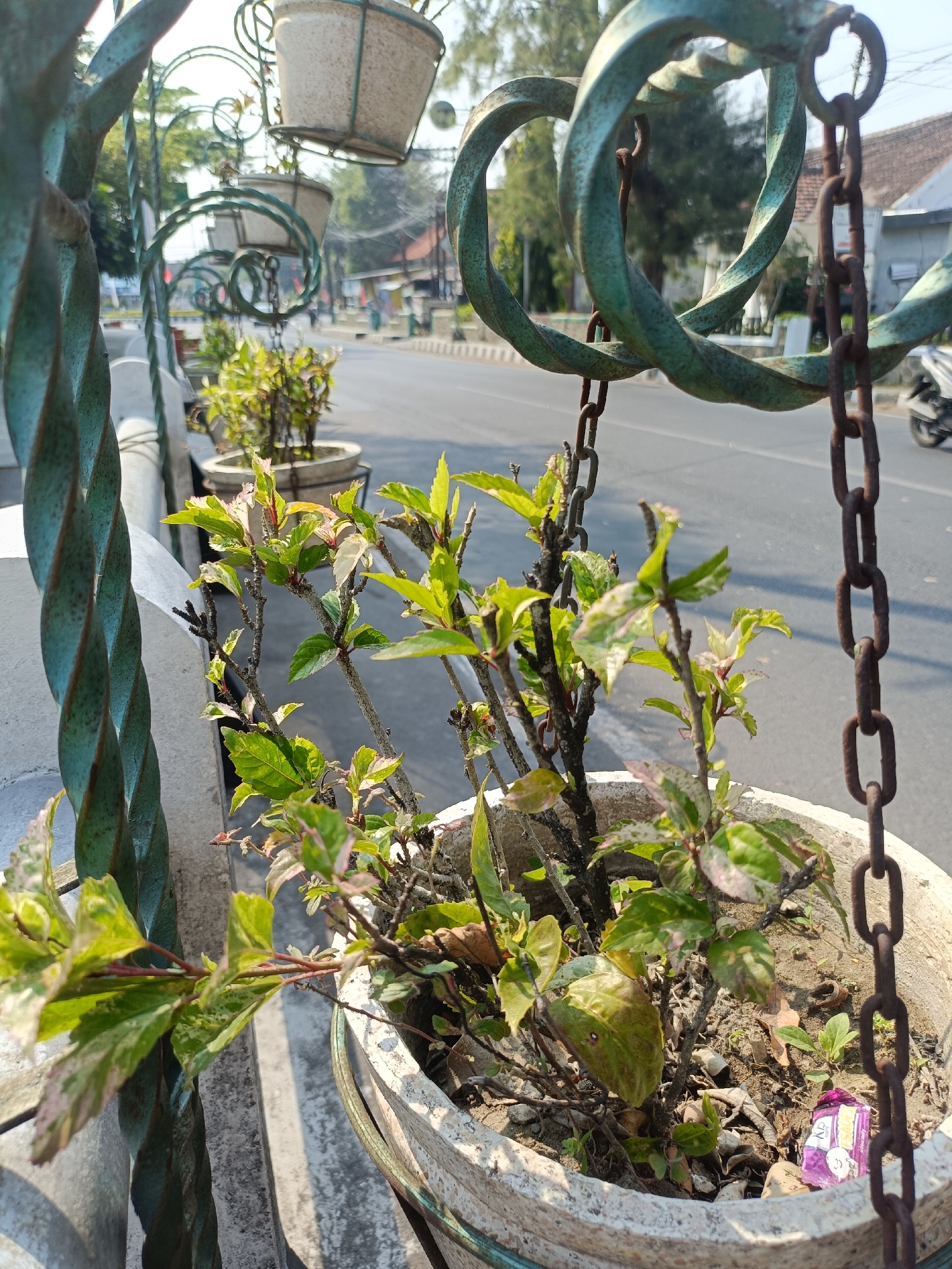 The image captures a street scene in Kediri City, Indonesia, with a focus on a plant in a pot hanging from a decorative metal structure. The plant has green and variegated leaves and is set against a backdrop of a street with a few vehicles. The metal structure is ornate with twisted designs and rusty chains. In the distance, buildings and trees line the street, indicating an urban or semi-urban environment. The lighting suggests it is daytime, with sunlight casting shadows. A small piece of purple packaging is visible in the pot with the plant.