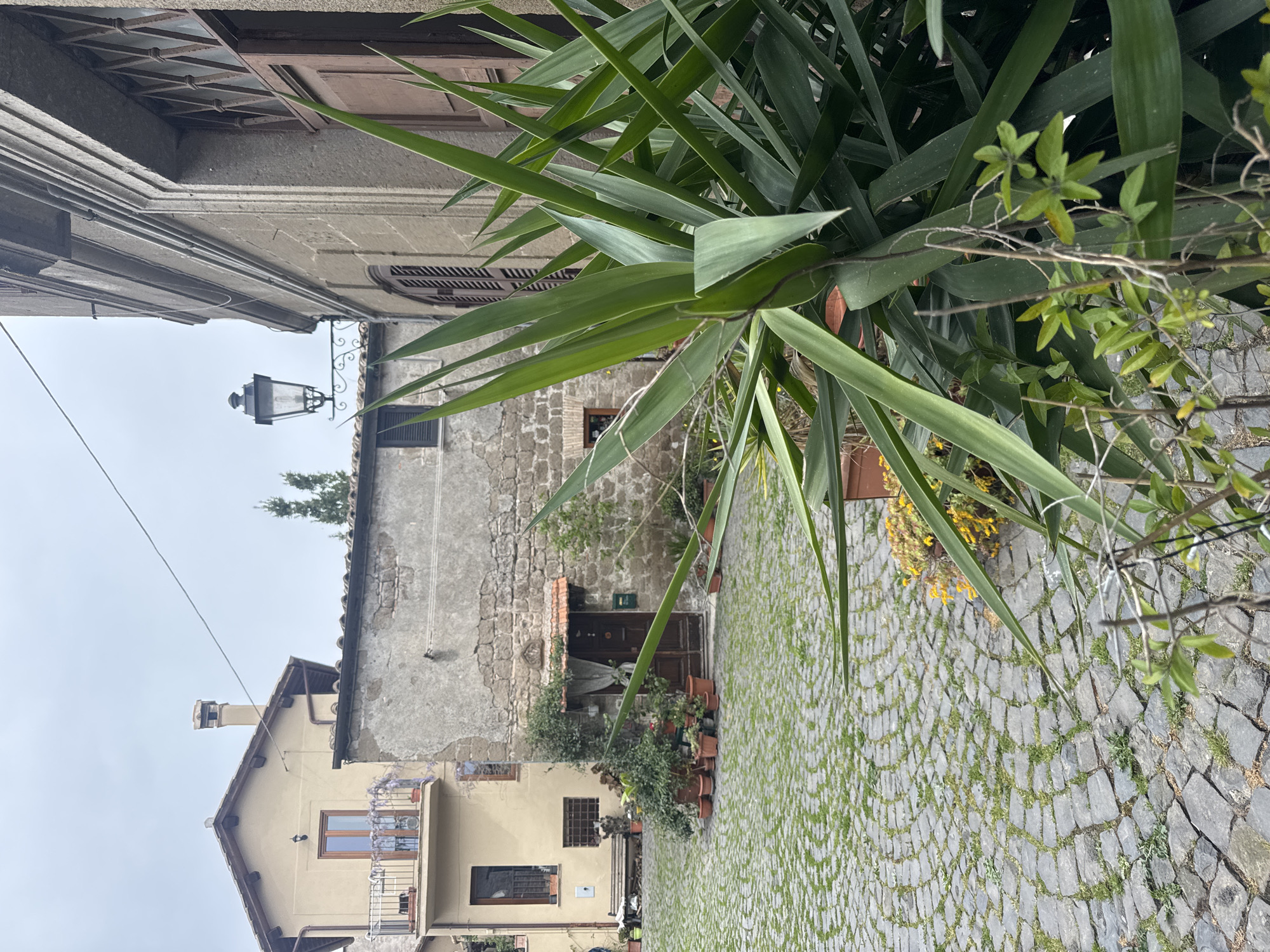 The image shows a street in Castelnuovo di Porto, Italy. The foreground is dominated by a large yucca plant in a terracotta pot, partially obscuring the view. The street is paved with cobblestones with vegetation growing between the stones. On the left, there is a two-story yellow building with a balcony and windows. Adjacent to it, a stone building with a dark wooden door, potted plants, and an outdoor lamp is present. Another building with closed shutters is visible in the upper left corner. The sky is overcast.