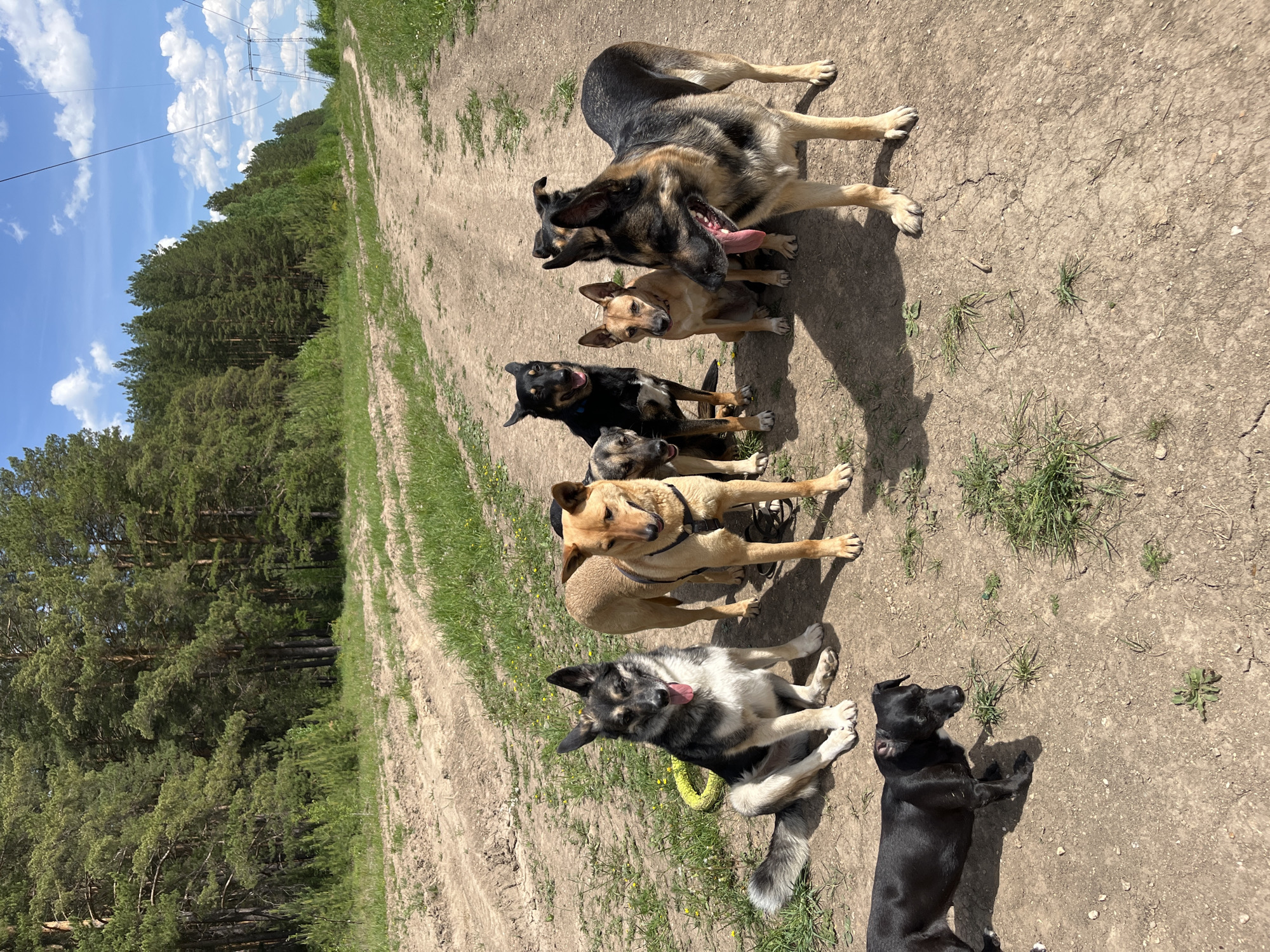 A group of seven dogs are lined up on a dirt path next to a grassy area. In the background, there's a forest and utility poles under a blue sky with some clouds. The location is not specified, and there is no information to determine whether this image was taken in the city of Nizhny Tagil, Russia.