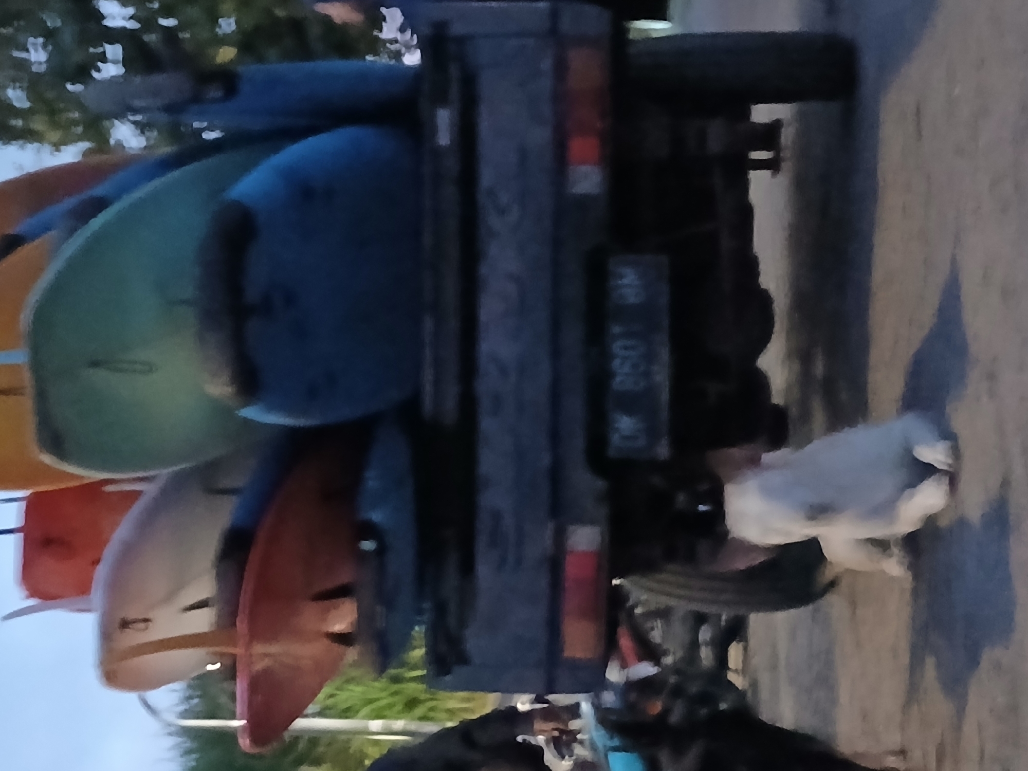A pickup truck, with several surfboards stacked on its bed, is parked on a paved surface, possibly a street, in North Kuta, Indonesia. The truck's license plate is visible, reading "DK 8601 BM". A white dog is lying down near the rear wheel of the truck, while a black dog stands to the left. In the background, trees and other vegetation are visible, suggesting an outdoor setting. The lighting indicates it is either early morning or late evening.