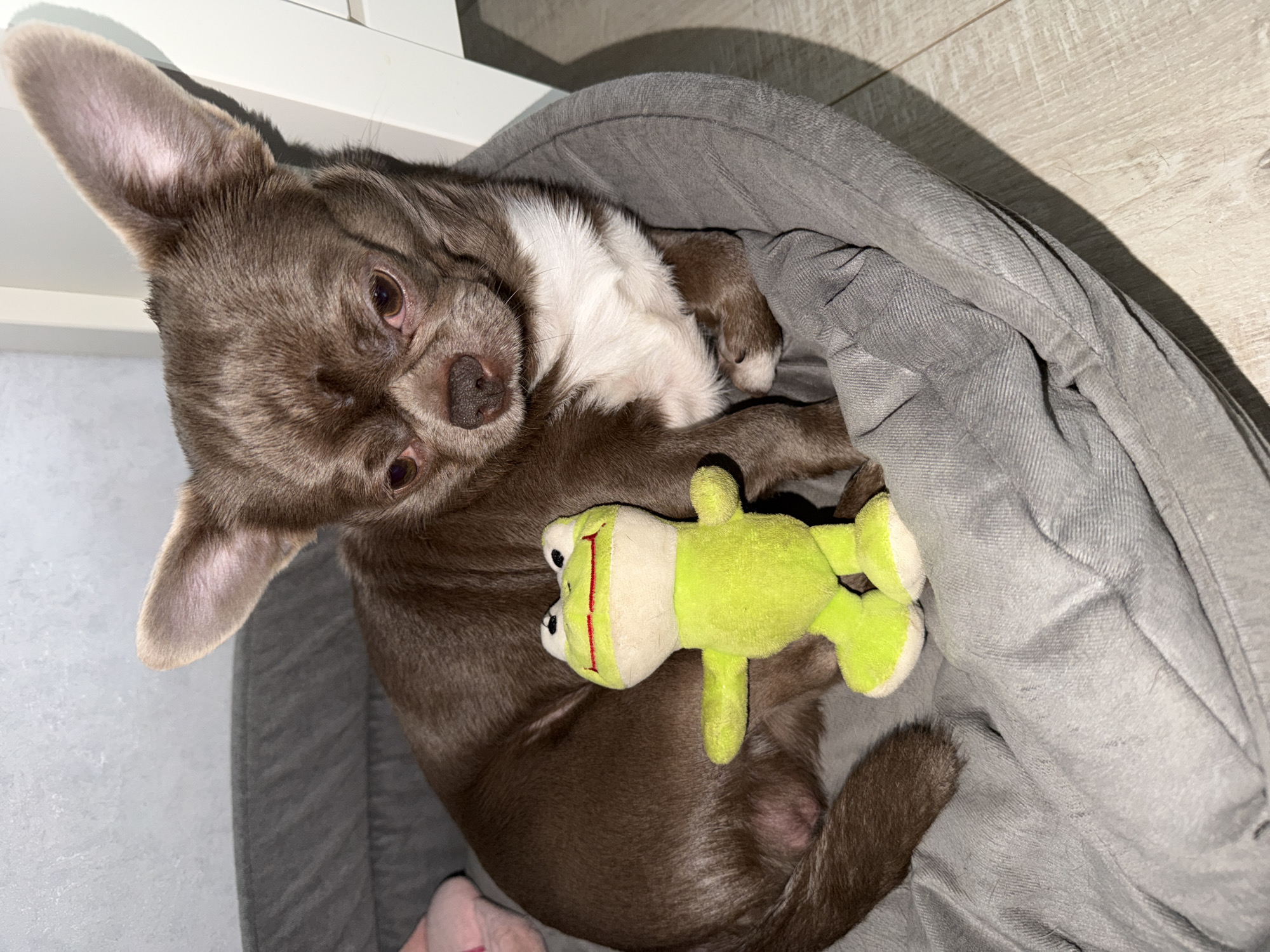 A brown and white Chihuahua dog is lying in a gray dog bed. It is facing the viewer and has a green frog stuffed animal resting on its body. The dog is indoors, potentially in a home. The specific location is not identifiable within the city of Votkinsk, Russia based on the content of the image.
