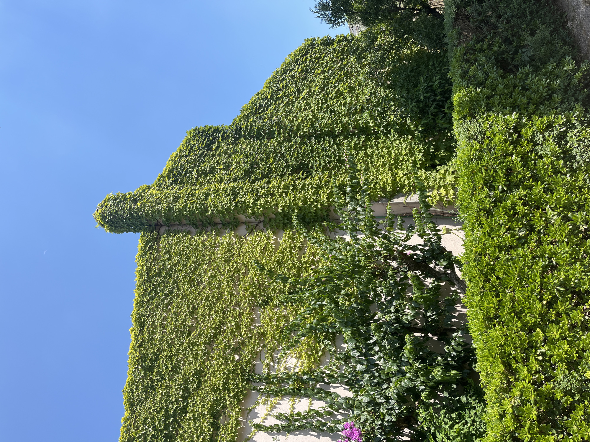 This media file depicts a building covered in lush green ivy under a clear blue sky. The ivy completely engulfs the upper portion of the building, creating a striking contrast with the light-colored wall beneath. The growth is dense and extends to the roofline, which appears to be peaked. To the right of the ivy-covered wall, a well-maintained hedge forms a boundary. The sunlight suggests it is a bright, daytime scene. The image has a vertical orientation, emphasizing the height of the building and the abundance of vegetation. A small crescent moon is faintly visible in the upper left quadrant of the sky. The overall impression is one of natural beauty and tranquility, with the ivy providing a rich, textured facade to the structure. The presence of a small purple flower near the bottom adds a touch of color to the predominantly green and blue palette. The scene is likely a residential or architectural setting in a place with a favorable climate for ivy growth, such as Budva, Montenegro.