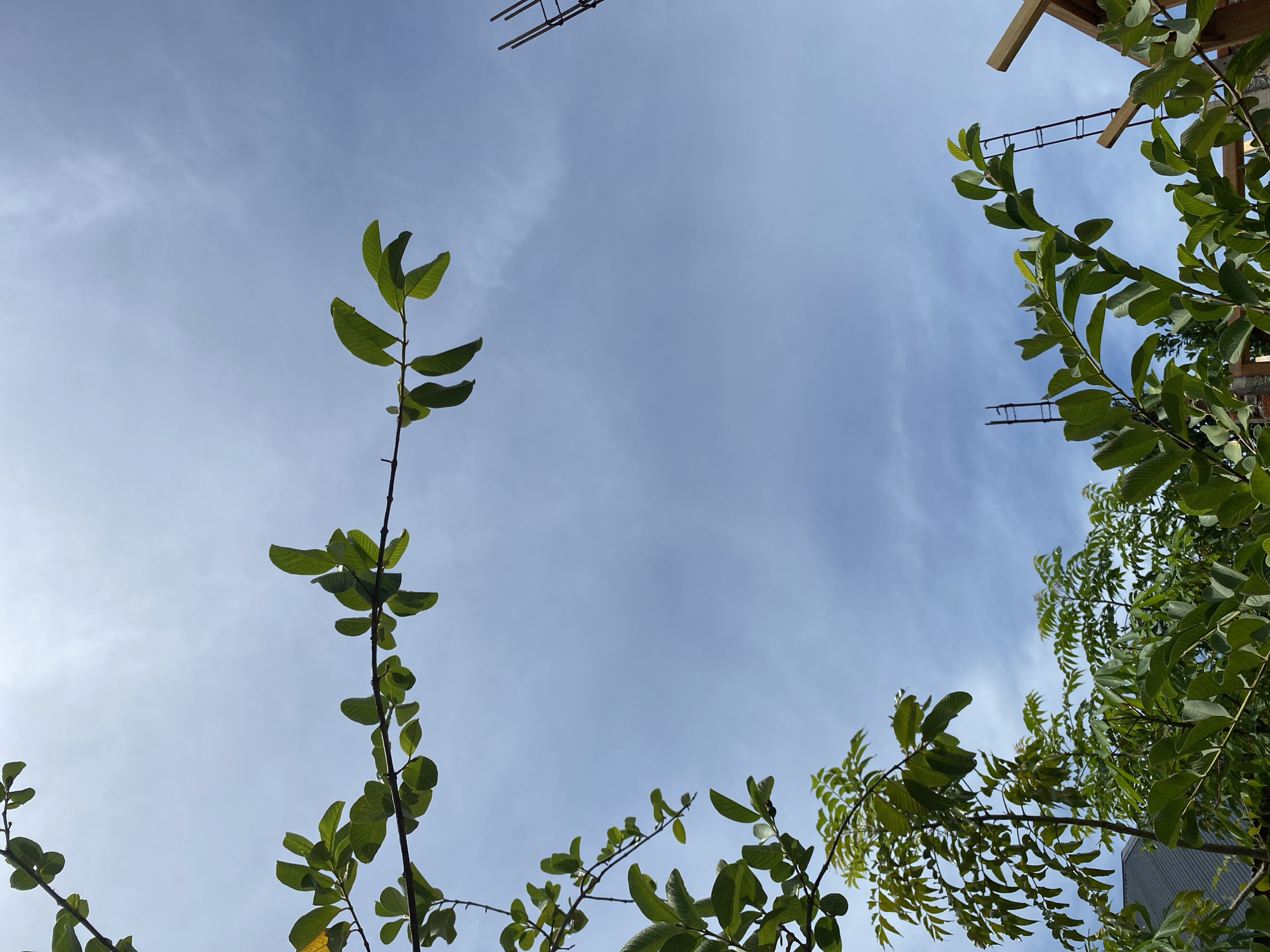The image captures a view looking upwards towards a partly cloudy blue sky, framed by lush green foliage in the foreground and on the sides. In the upper left and along the top edge, branches with ovate green leaves extend across the frame. On the left side, lower down, more branches and leaves from a different type of tree with smaller, serrated leaves are visible. Towards the bottom right, more foliage and parts of a wooden structure and metal rebar, suggesting construction, are present. The scene appears to be outdoors in a tropical or subtropical location, consistent with Banda Aceh, Indonesia, characterized by its dense vegetation and humid climate. There are no people or animals visible in the image.