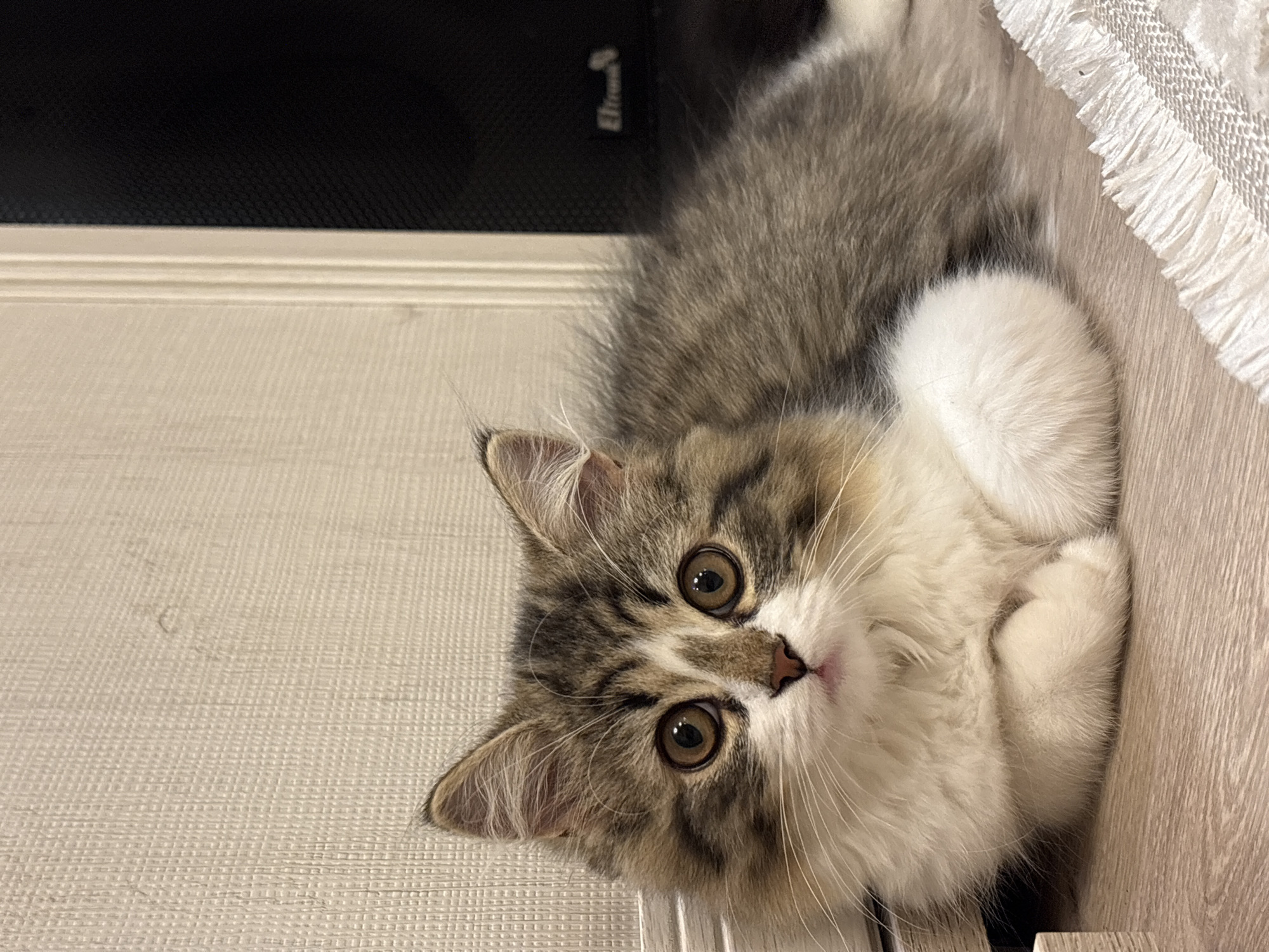 A cat with grey and white fur is lying on its back. The cat's head is tilted slightly to the left. The cat's eyes are large and brown. The cat's paws are crossed on its chest. The cat is on a light-colored surface near a wall and white fabric. The location is unknown, and there is no information about Chaikovsky, Russia.
