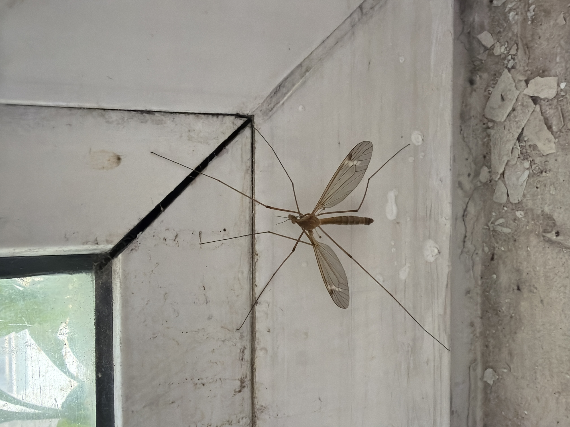 A crane fly, a type of dipteran insect (possibly family Tipulidae), is adhered to a painted, white surface near a window frame. The surface shows signs of wear and staining. To the right of the painted surface, a rougher, textured surface is seen with possible peeling or crumbling material. The location in Budva, Montenegro is not discernible from the provided image alone.