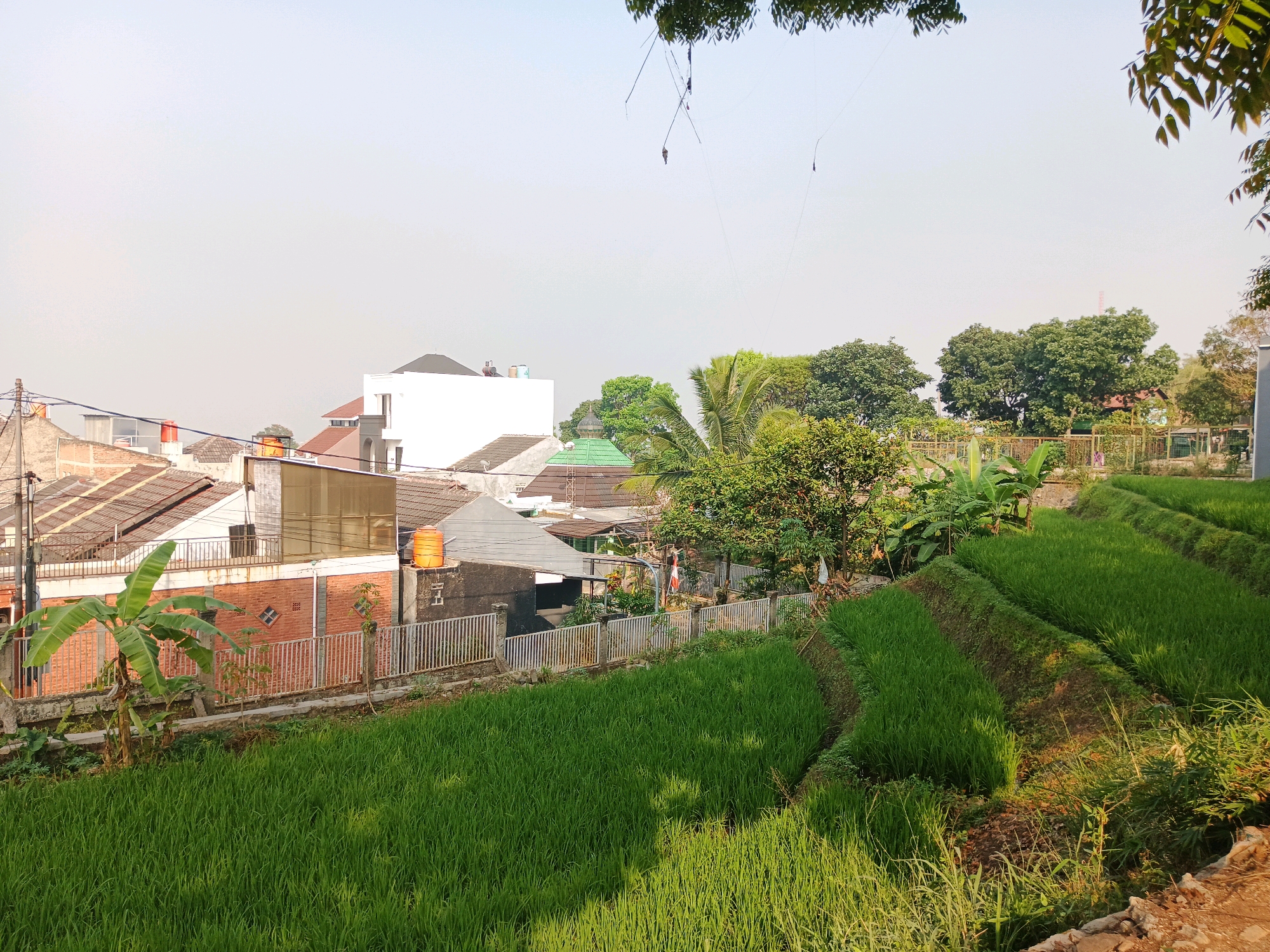 This image captures a terraced rice field on the outskirts of Bandung City, Indonesia. The foreground is dominated by lush green rice paddies, showcasing the characteristic steps of terraced agriculture. In the middle ground, a fence separates the rice field from a residential area. The houses in this area are a mix of brick and stucco, with tiled roofs. A prominent orange water tank is visible on top of one of the buildings. Trees, including banana trees and larger deciduous trees, are scattered throughout the scene, adding to the natural landscape. The sky above is a pale, hazy blue, suggesting a slightly overcast or smoggy day. The overall impression is a blend of rural agriculture and urban development, typical of areas surrounding large Indonesian cities.