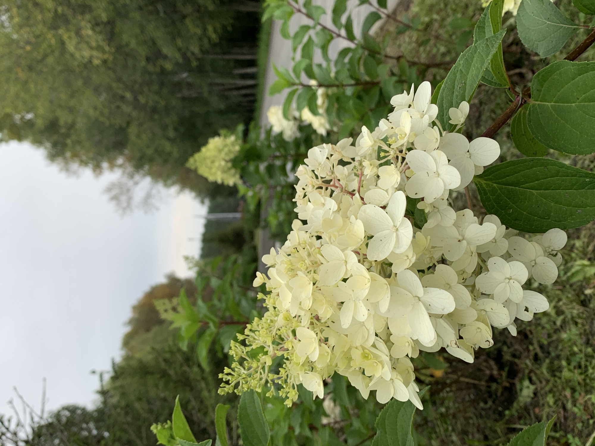 This is a close-up, eye-level, vertical photograph of a white hydrangea cluster in bloom, set against a background of blurred trees and a gray sky. The hydrangea is the primary subject, occupying the left and central portions of the frame. Its delicate, creamy white petals are arranged in dense clusters, with some buds still appearing on the upper left. The plant has large, dark green leaves that frame the flowers. In the mid-ground, another, less defined hydrangea cluster is visible, along with more green foliage. The background features a line of trees, mostly dark green with some hints of autumn color, and a gray, overcast sky. A paved road or pathway is visible on the right side, receding into the distance. The scene appears to be an outdoor, naturalistic setting, possibly a garden or park area within the city of Prokopyevsk, Russia. There are no people or animals present in the image. The lighting is diffused, consistent with an overcast day.