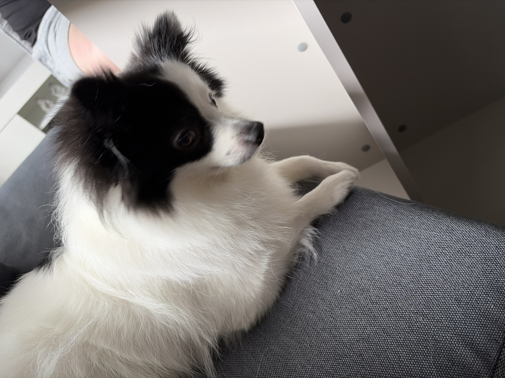 A small, fluffy black and white dog is the central subject of the image, resting on a textured grey sofa or chair. The dog appears to be a Papillon or a similar breed, characterized by its long white fur and distinct black markings covering its left eye, ear, and a portion of its head. Its fur is soft and somewhat unkempt around the ears, adding to its playful appearance. The dog is looking upwards and to its right with a calm, observant expression, its snout slightly blurred due to movement or focus. Its front paws are tucked in, suggesting a relaxed posture.
The setting is indoors, likely a domestic environment such as a living room in Stara Zagora, Bulgaria. In the blurred background, white and grey furniture or shelving units are visible, along with a partial, out-of-focus view of a person's arm or torso in the upper left corner, indicating human presence. The lighting is even and soft, suggesting either ambient daylight or well-distributed artificial light. No specific time of day or outdoor weather conditions are discernible. There is no visible text in the image.