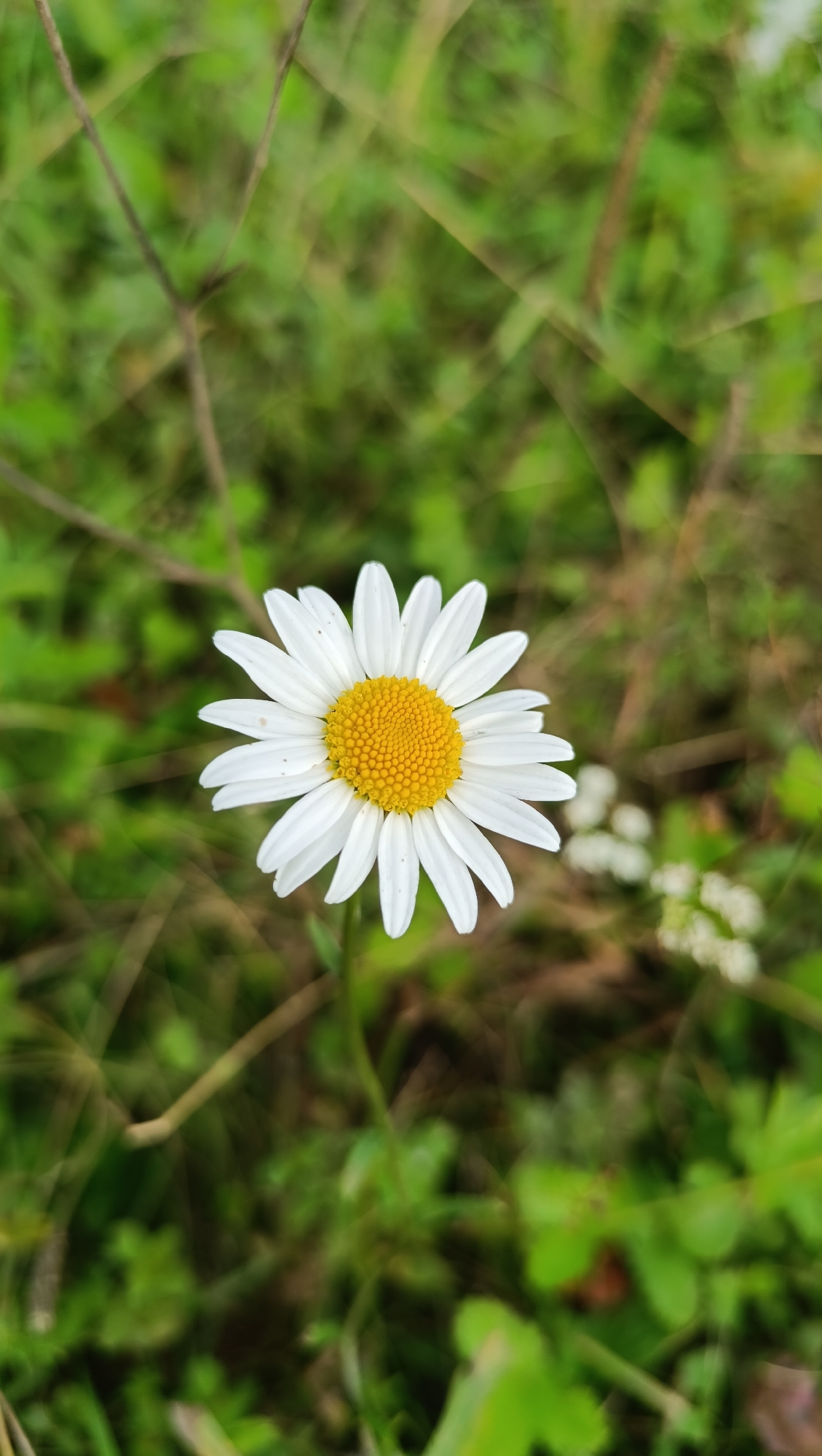 A single daisy with white petals and a yellow center is in focus, positioned centrally against a blurred background of green foliage and brown stems. The daisy is a common plant found in natural environments. No people or specific city locations are identifiable in the image.