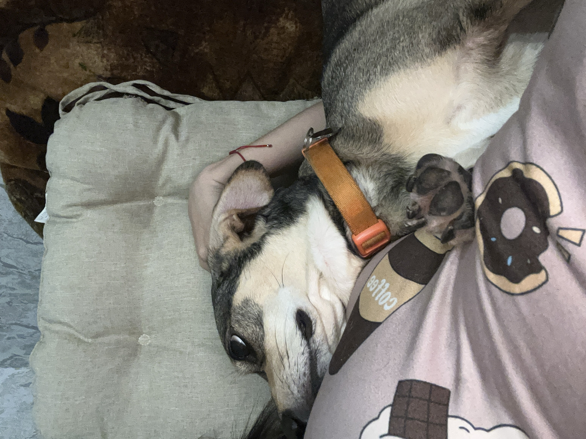 A medium-sized dog with tan, black, and white fur rests its head on a person's chest, with its right paw draped over the person's leg. The dog wears an orange collar. The person's arm is visible behind the dog's head, and a thin red string is tied around their wrist. They are lying down on a surface covered with a pink blanket featuring illustrations of ice cream cones and donuts. Behind them, a textured, light-colored pillow and a dark brown, patterned blanket are visible. The scene appears to be indoors, on a bed or couch.