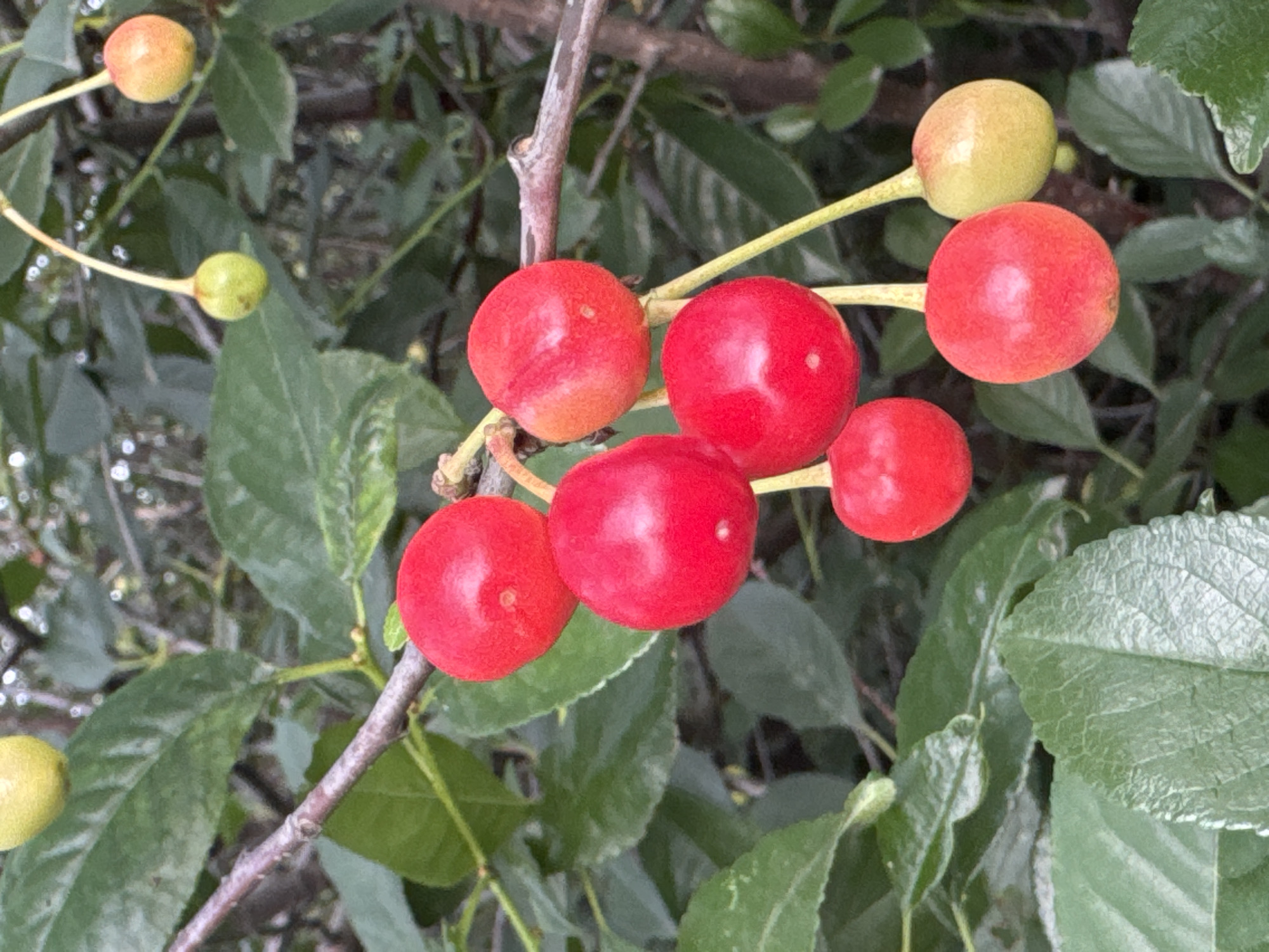 The image shows a close-up of a cherry tree branch with several ripe cherries and some unripe ones. The cherries are primarily a vibrant red, with a few showing a greenish-yellow hue, indicating varying stages of ripeness. They are clustered on thin stems, hanging from a brown, woody branch. Lush green leaves surround the fruit, creating a natural, botanical setting. The background is softly blurred, suggesting a shallow depth of field that emphasizes the cherries. There are no people or any man-made structures visible in the image. The scene appears to be outdoors, likely in a garden or orchard. The geographical information provided about Soloneshnoye, Russia, does not appear to be directly represented within the visual content of the image itself, but rather serves as context for the potential location of this natural scene.